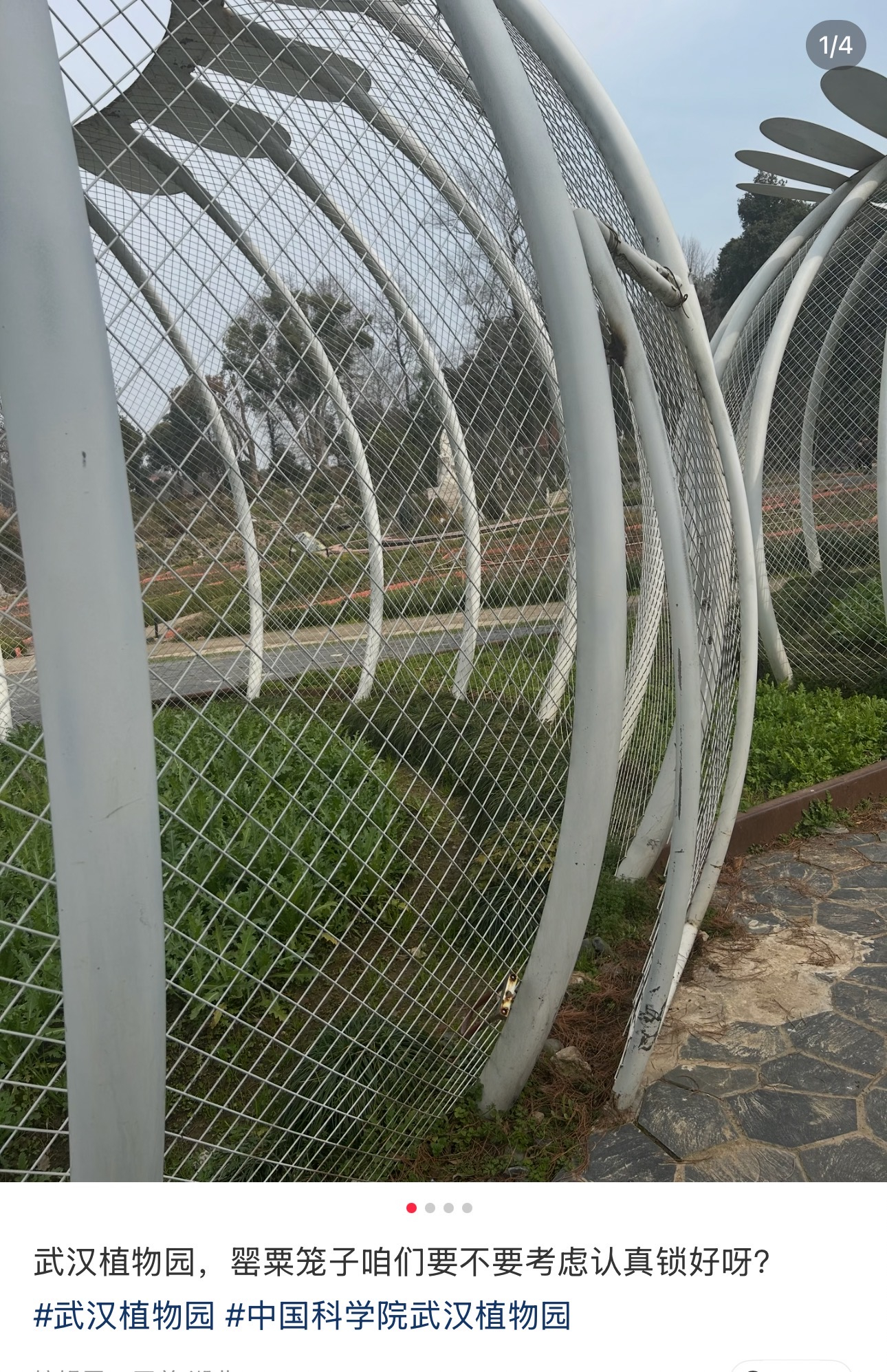 #武汉植物园罂粟笼子被质疑门没关好#【#园方回应罂粟笼子门没关好#：已去现场核实