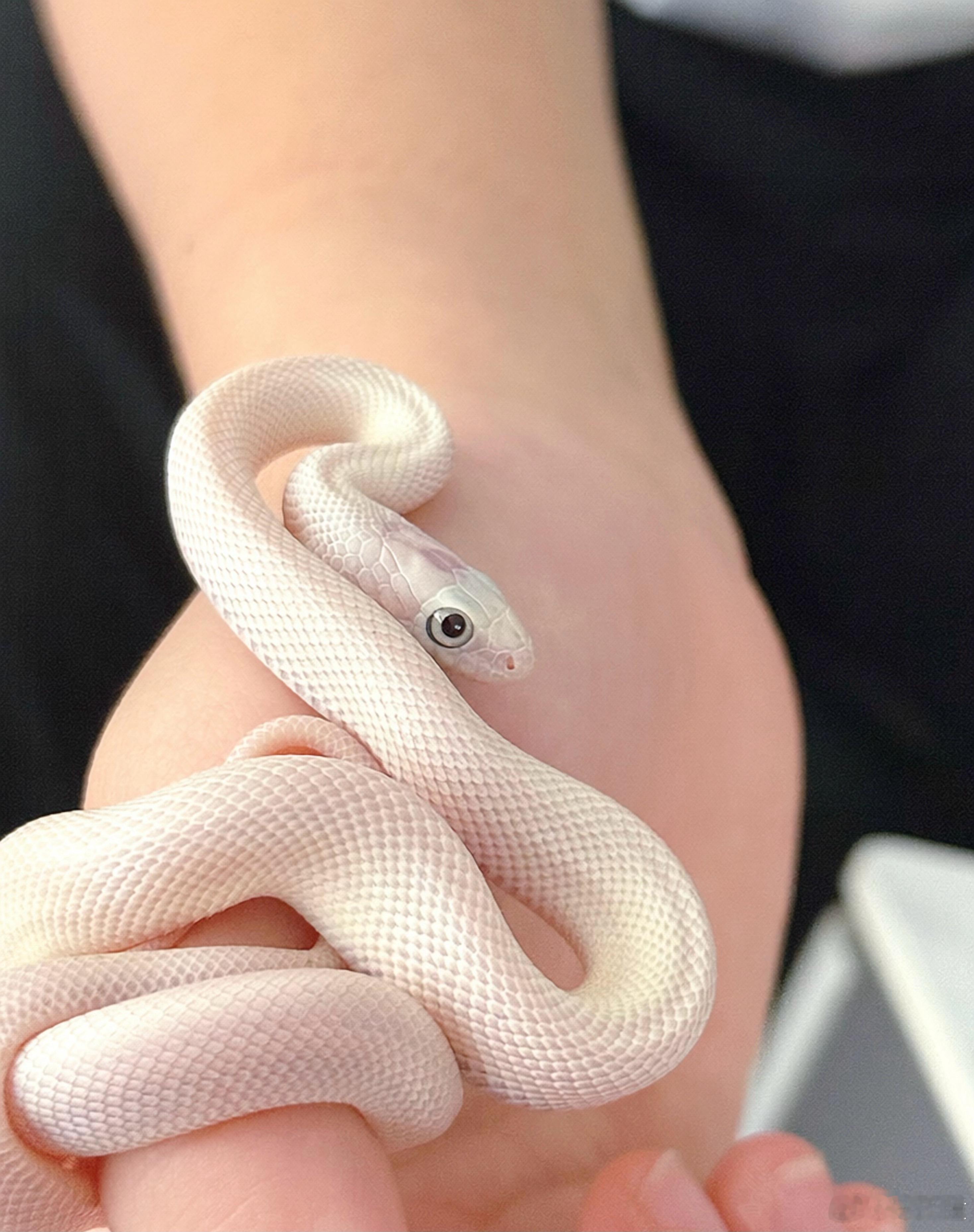娃入手的第4条小可爱🐍爱好真是越来越小众…老母亲表面风平浪静，实则胆子被迫升级