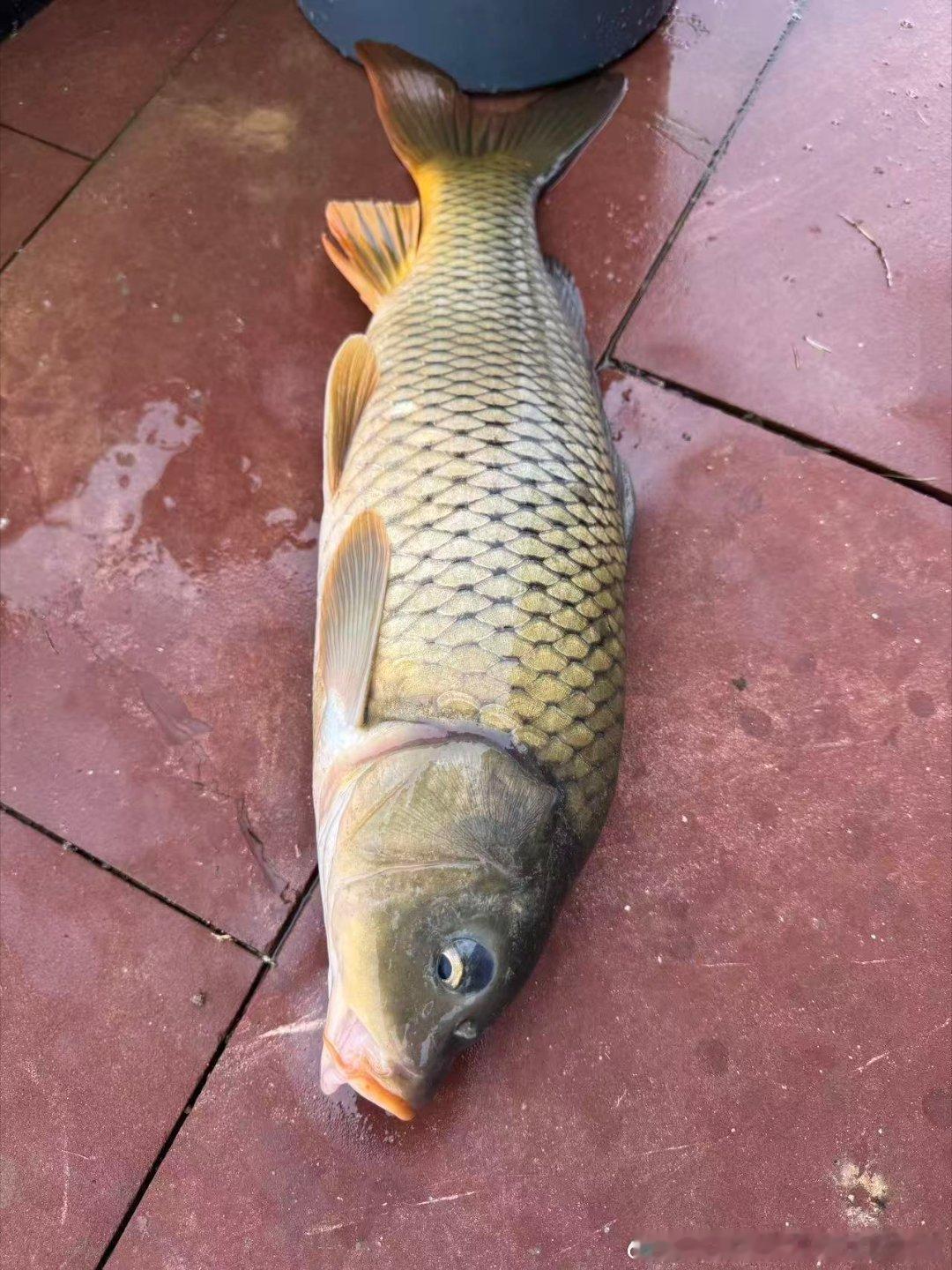 昨天群里有人在湖里抓到鱼，看上去活鱼打算武汉烧法看着是条鲤鱼还有一个姐姐骑自行车