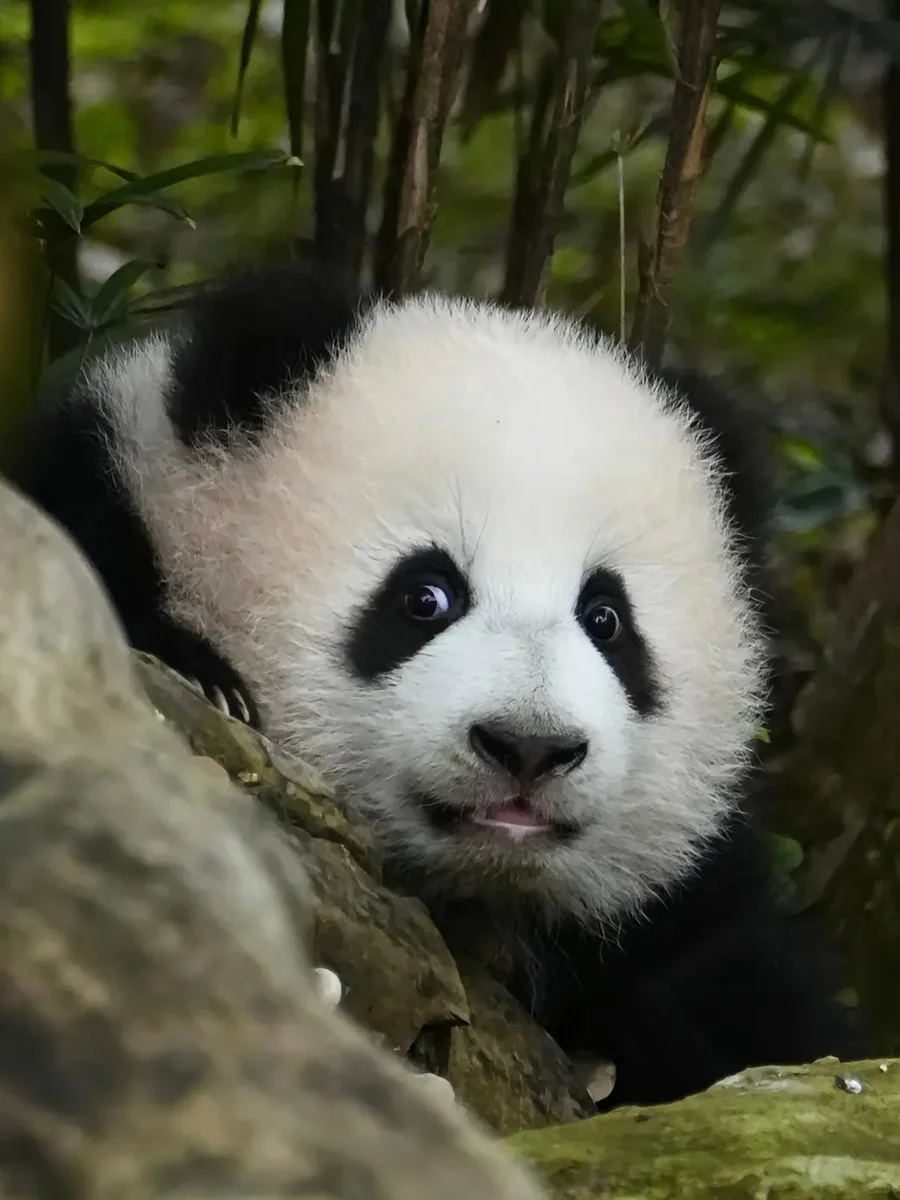 可爱软糯的小团子，谁能不喜欢呢