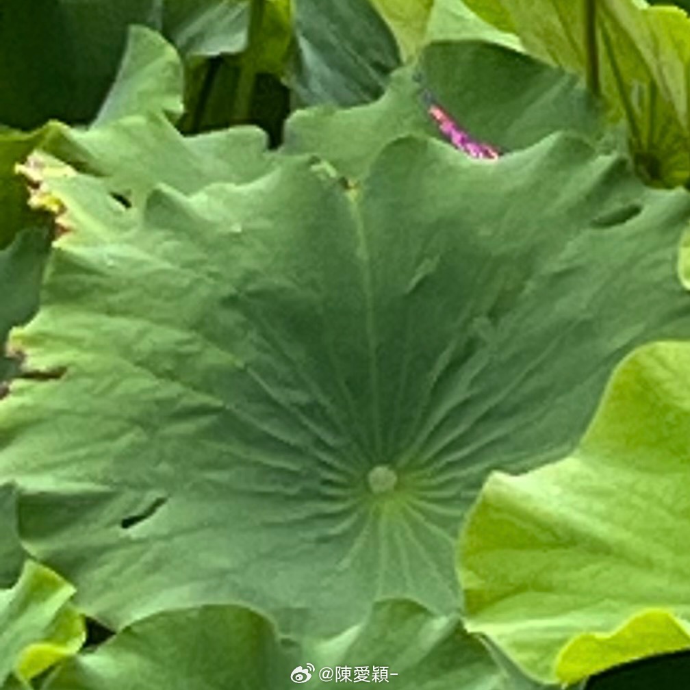 阳光信用 ✨互动打卡 感恩不是单纯的品德，而是鲜活的气场，是清纯的能量，是立体全
