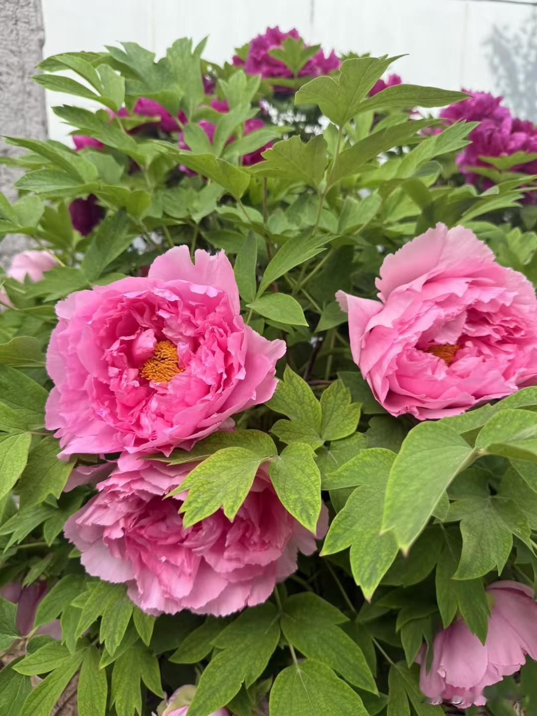 牡丹，早已寻常百姓化了。
中午一位老哥打电话，说院子里的牡丹花开了，让去赏花喝茶