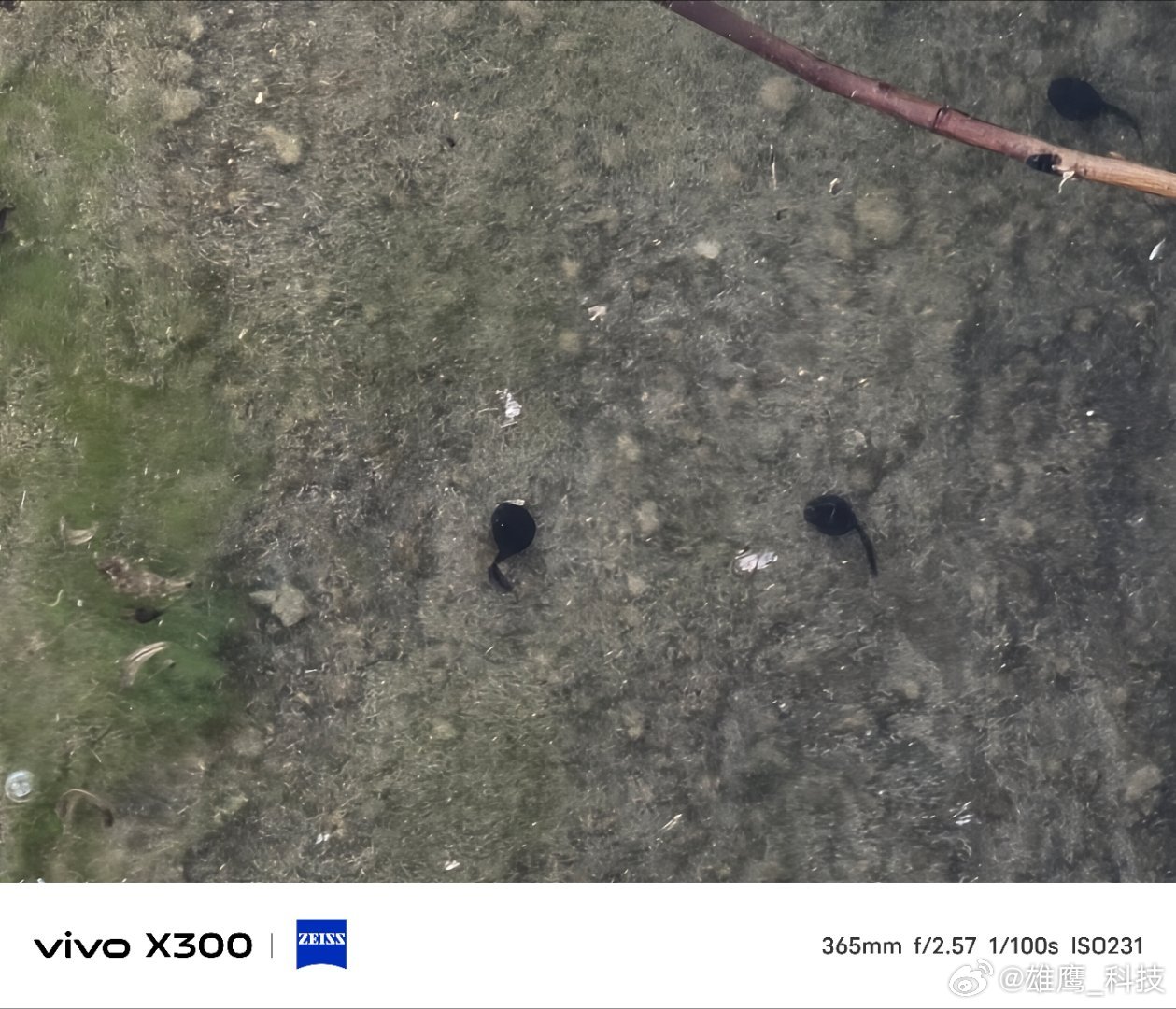 vivo 春日池塘里，一群黑溜溜的小蝌蚪摆着小尾巴游来游去，这就是春天新生命的延