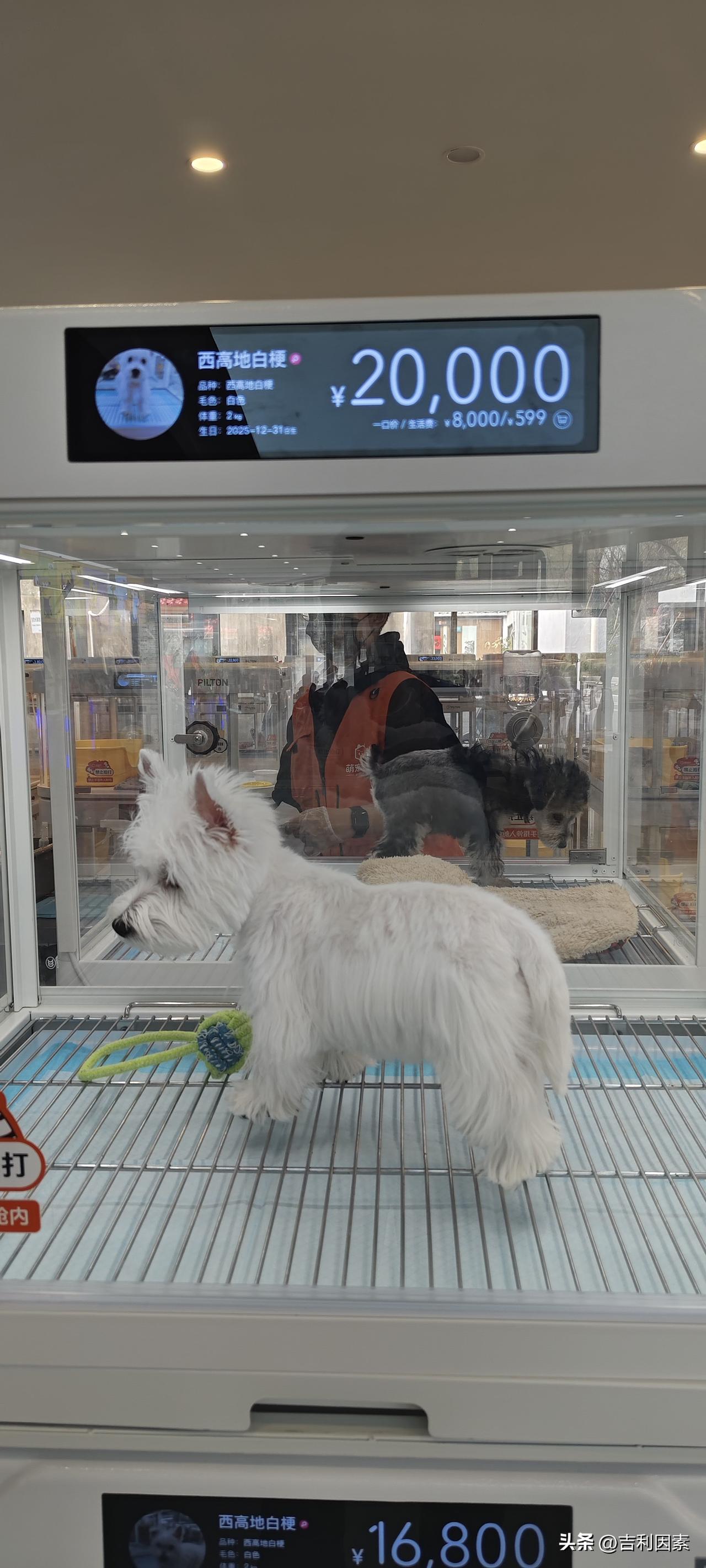 养条狗堪比养个娃
注意看图片，这条名为西高地白梗的狗狗，售价高达20000元。一