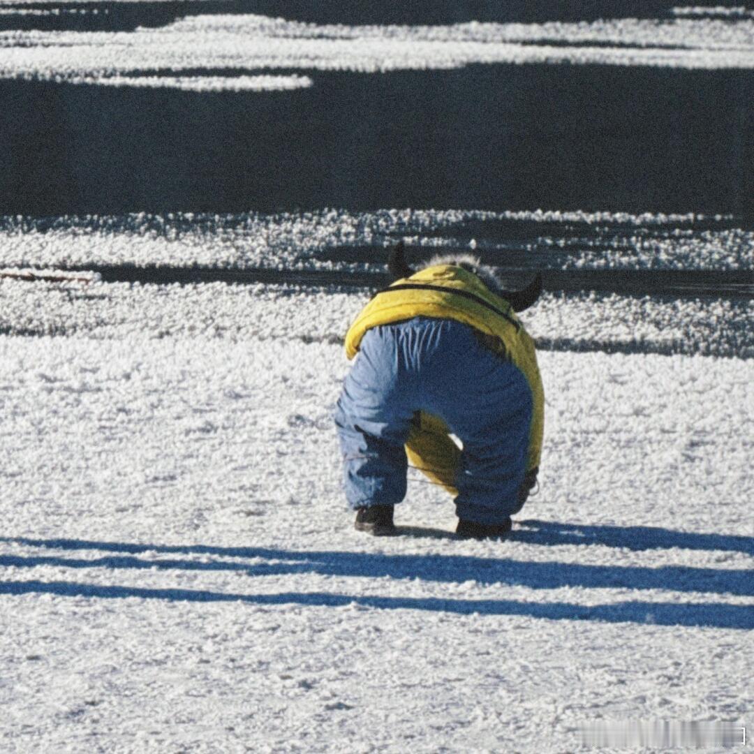 马立奥Leo[超话]   我们奥子小小一只在雪地上，这个姿势太好笑了哈哈哈哈！太