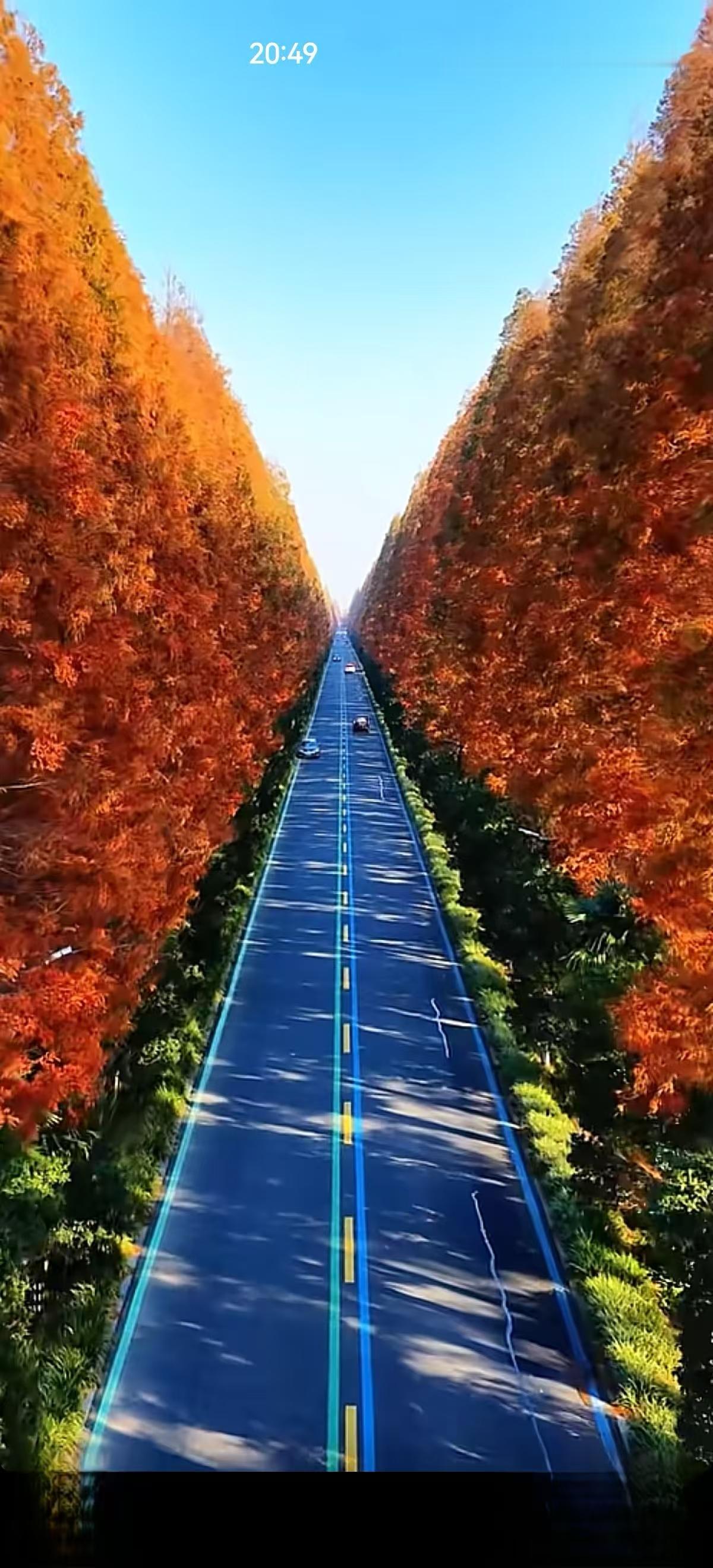 冬日生活打卡季一片林、一条路、一辆车，一群人，收获了一份艳丽的美景和意外的惊喜，