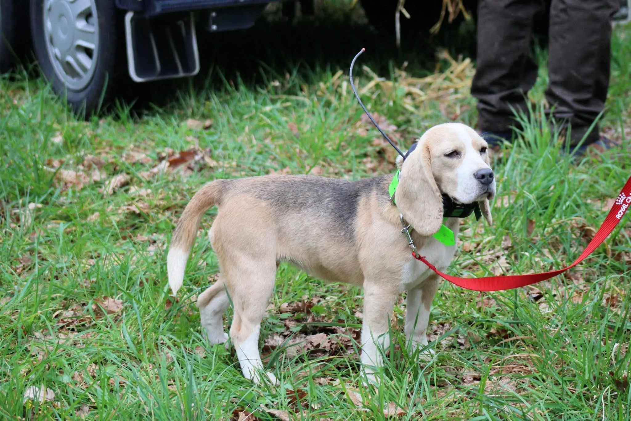 Beagle