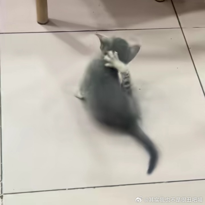 49898【丑猫】你妈妈没有教你怎么挠痒痒吗！ 