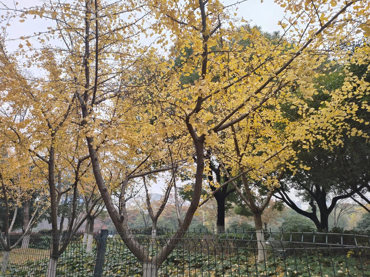 银杏树