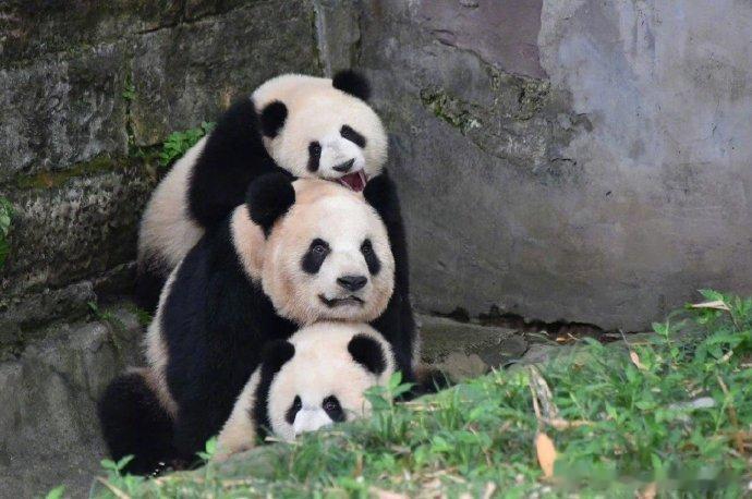 #三只熊猫打架现场有多混乱#你们管这叫打架？[doge][doge][doge]