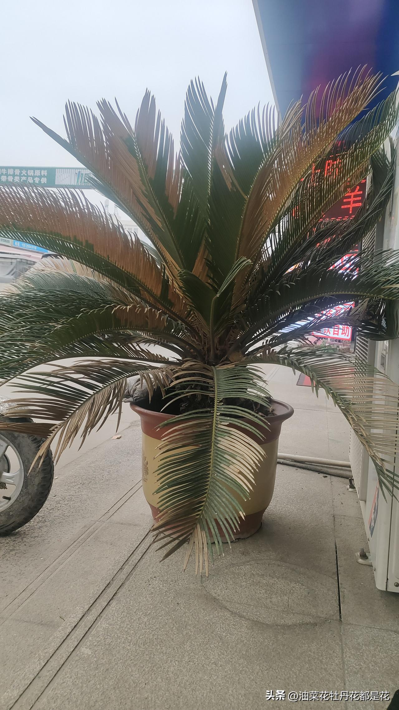 天气预报也太准了，预报了今天有雨，今天果然就下起蒙蒙细雨，还刮起了风。
门口的铁