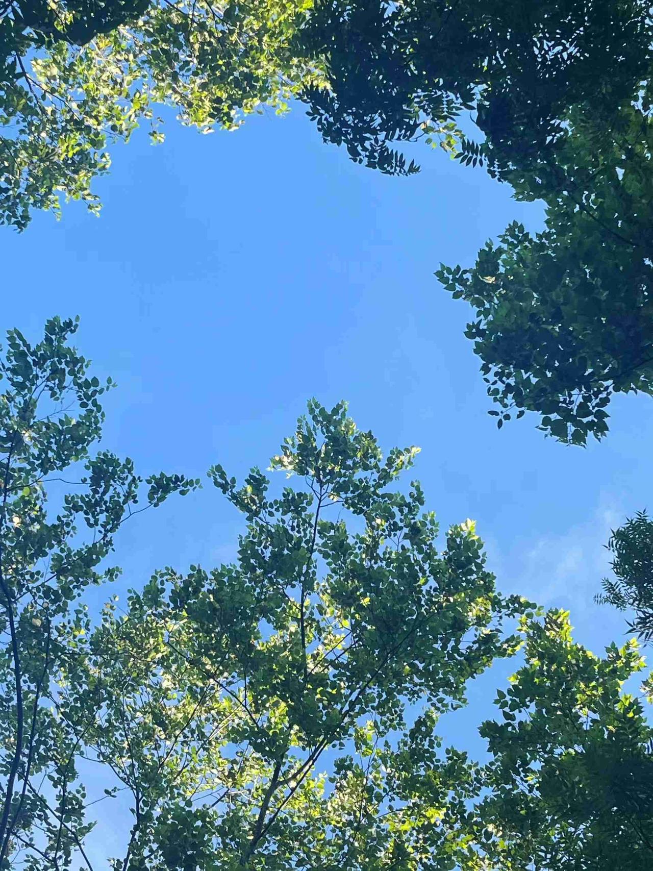 今天还是高温天气，最低30度，最高40度，现在都是早上一早去超市买完菜就回家了，
