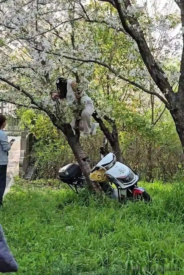 太奇葩了！最近上海顾村公园的赏樱现场，发生了一件让人气愤又心疼的事，一名女子爬树