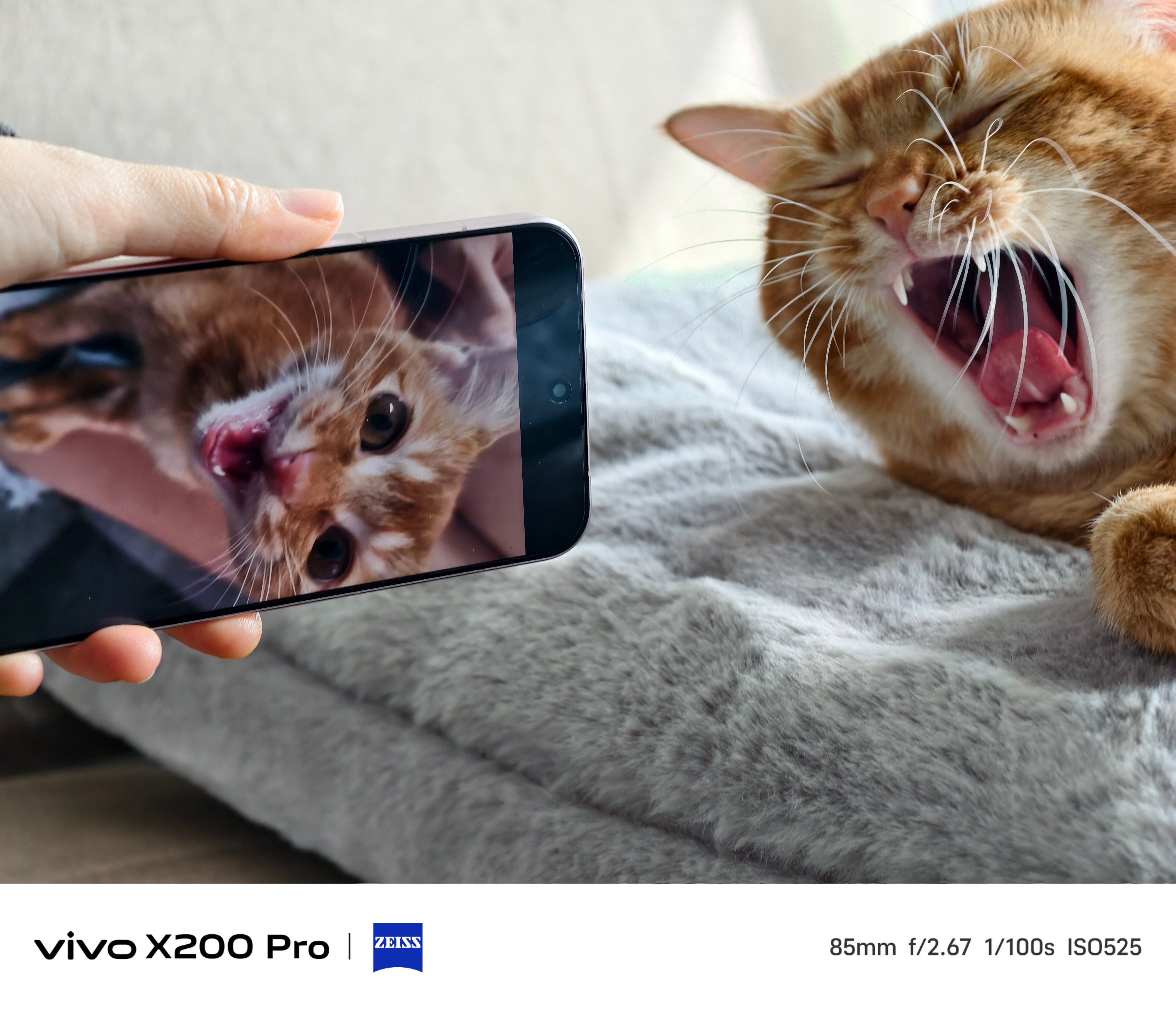 这只猫刚捡回来，和现在的样子。🐈已经胖到气血足足的！ 