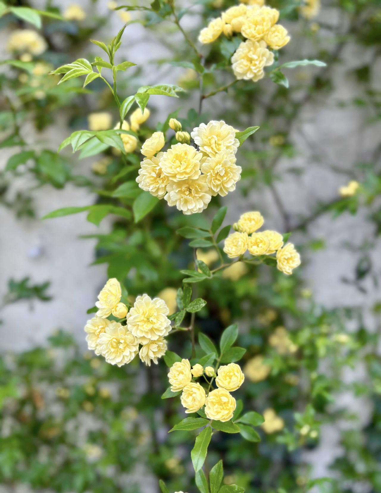 狮子座♌️ 4月15日是4月21日认识


天降大任，责无旁贷。命星转进驻成就宫