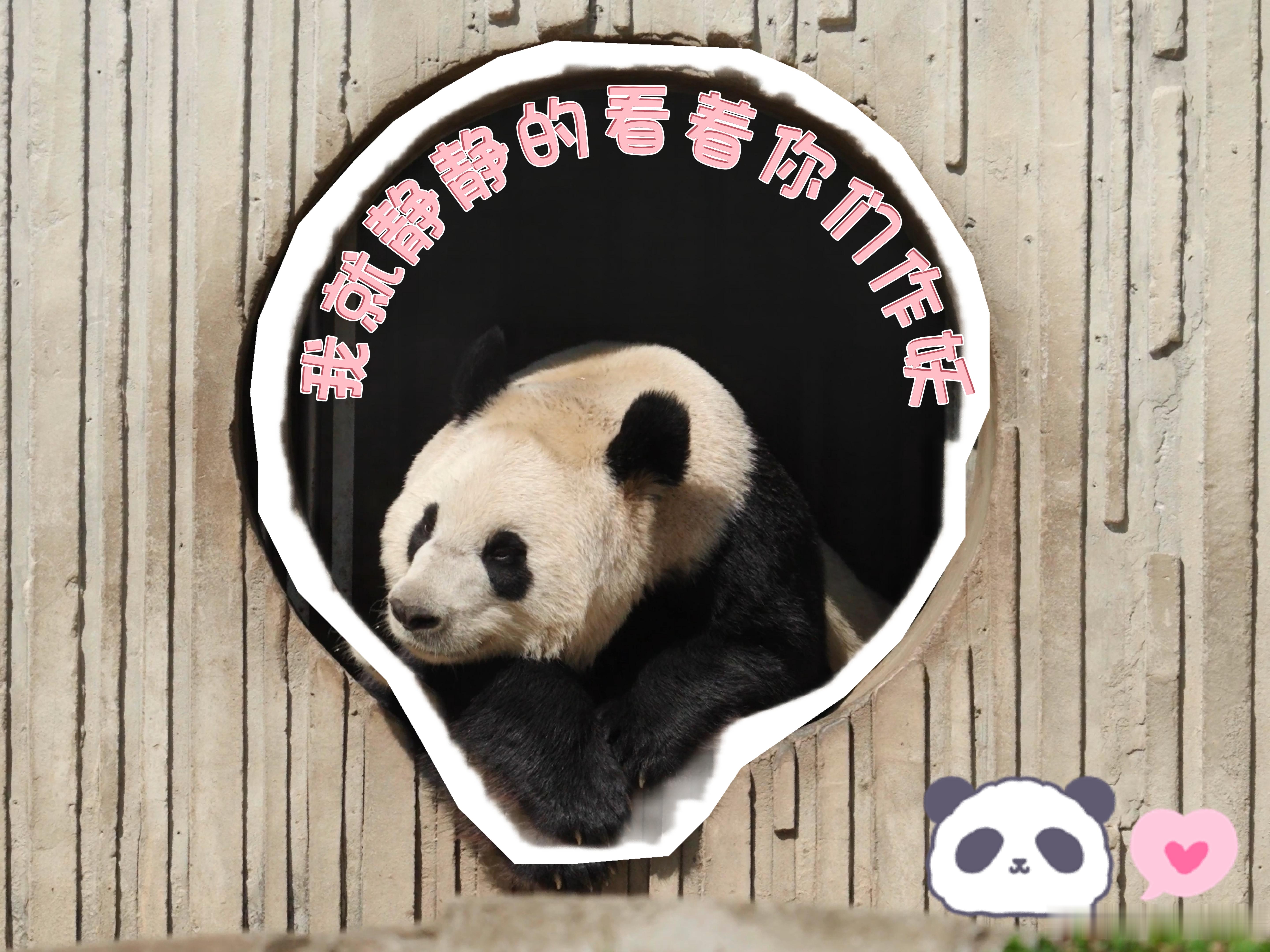【大熊猫在成都的出国体检记录】到绵阳看回国的熊猫福娃和凤仪旅居海外的大熊猫，身后