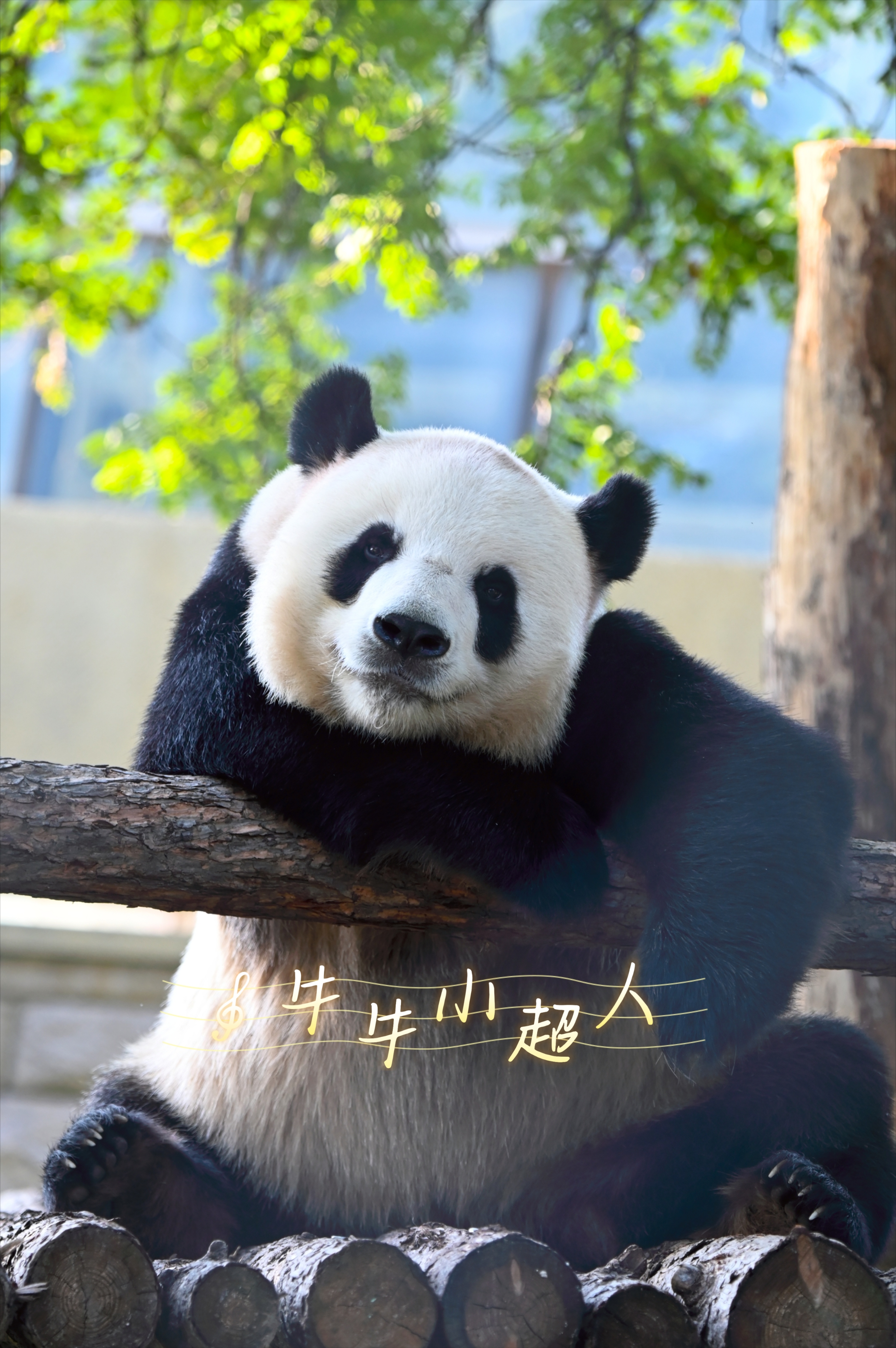 大熊猫萌大[超话] 哒哒啊，希望你少玩儿会儿舌头，多拆拆家也行啊！[可怜]202