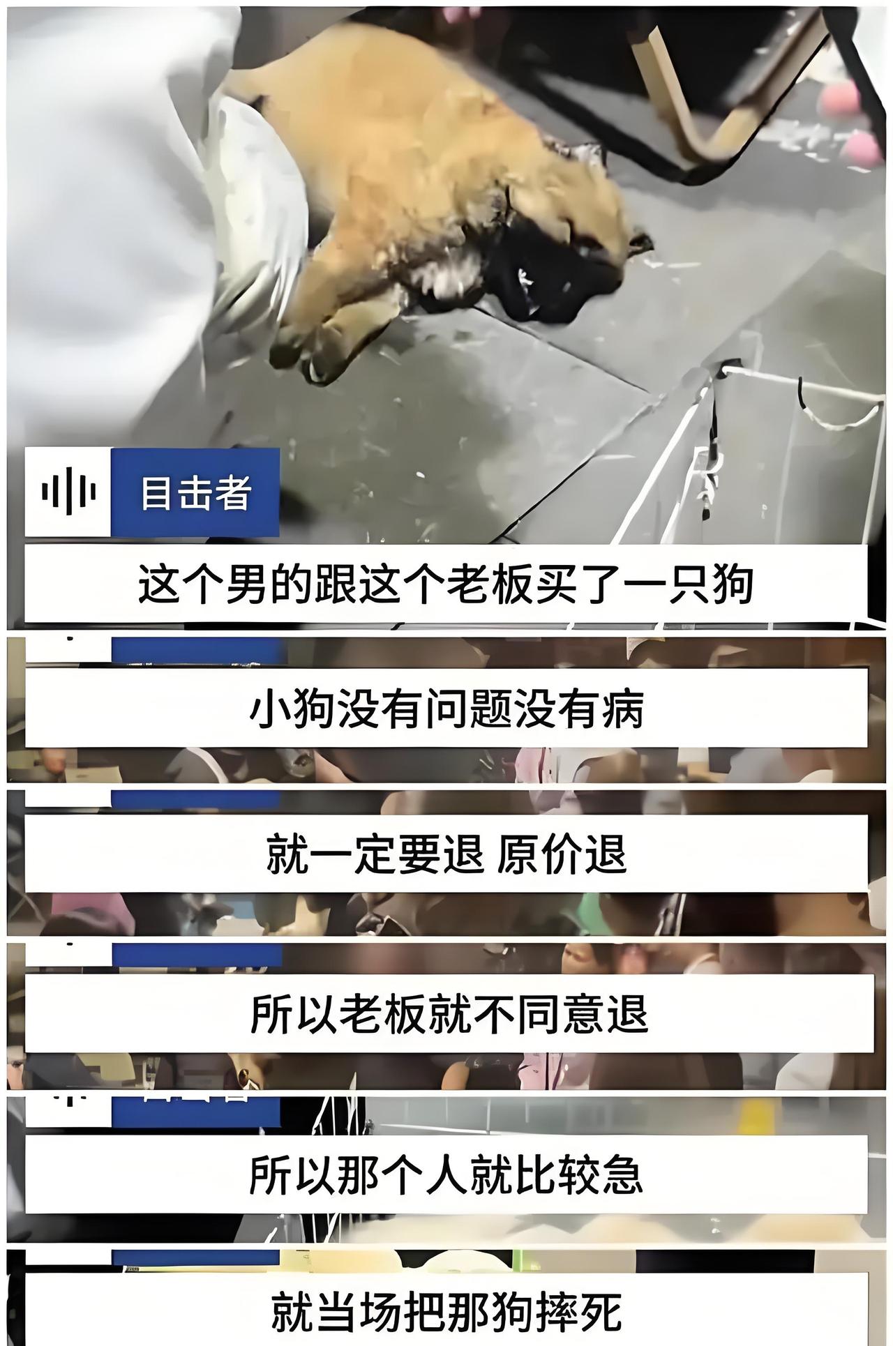 暴脾气真的别碰宠物
 
河南周口这事儿看得人心里发堵：男子花50元买了只小狗，嫌