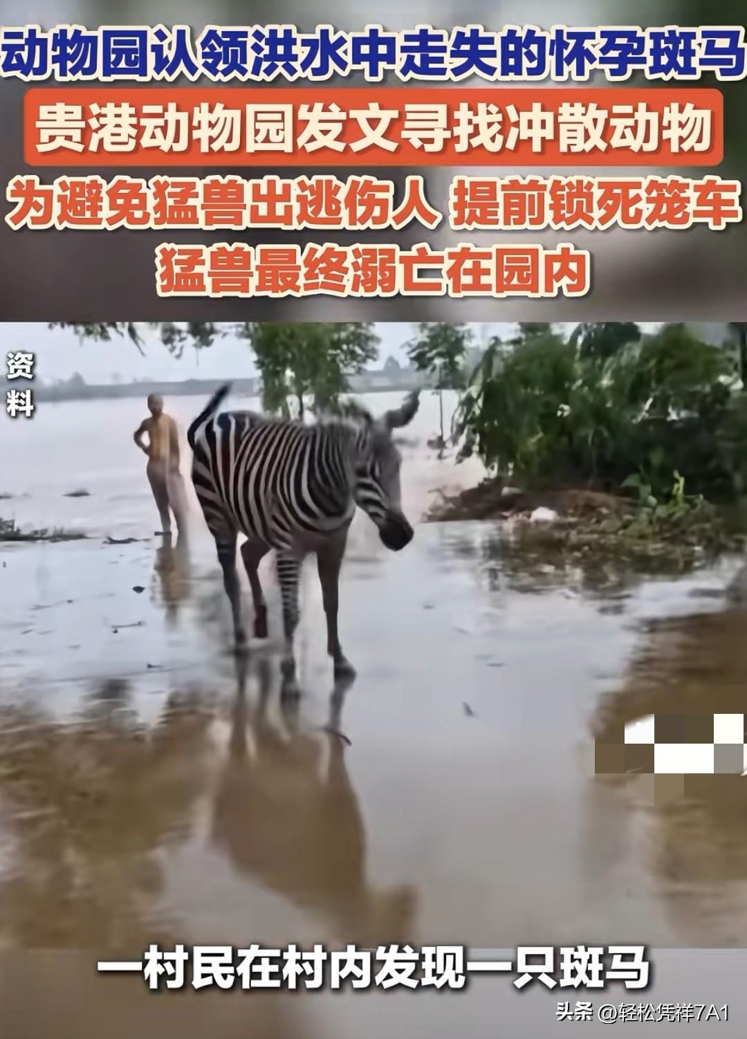 贵港动物园，在洪灾中，一只怀孕斑马走失，园方心急如焚发文寻找。为防止猛兽出逃伤人