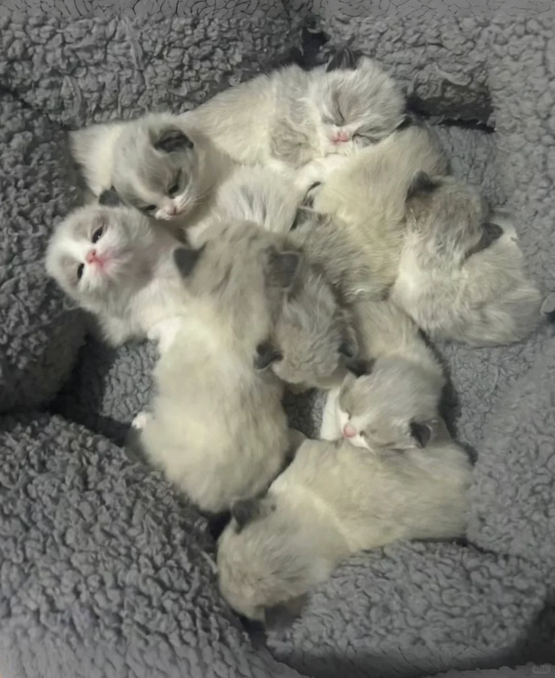 🇭🇰HK一窩布偶BB💛搵家長～