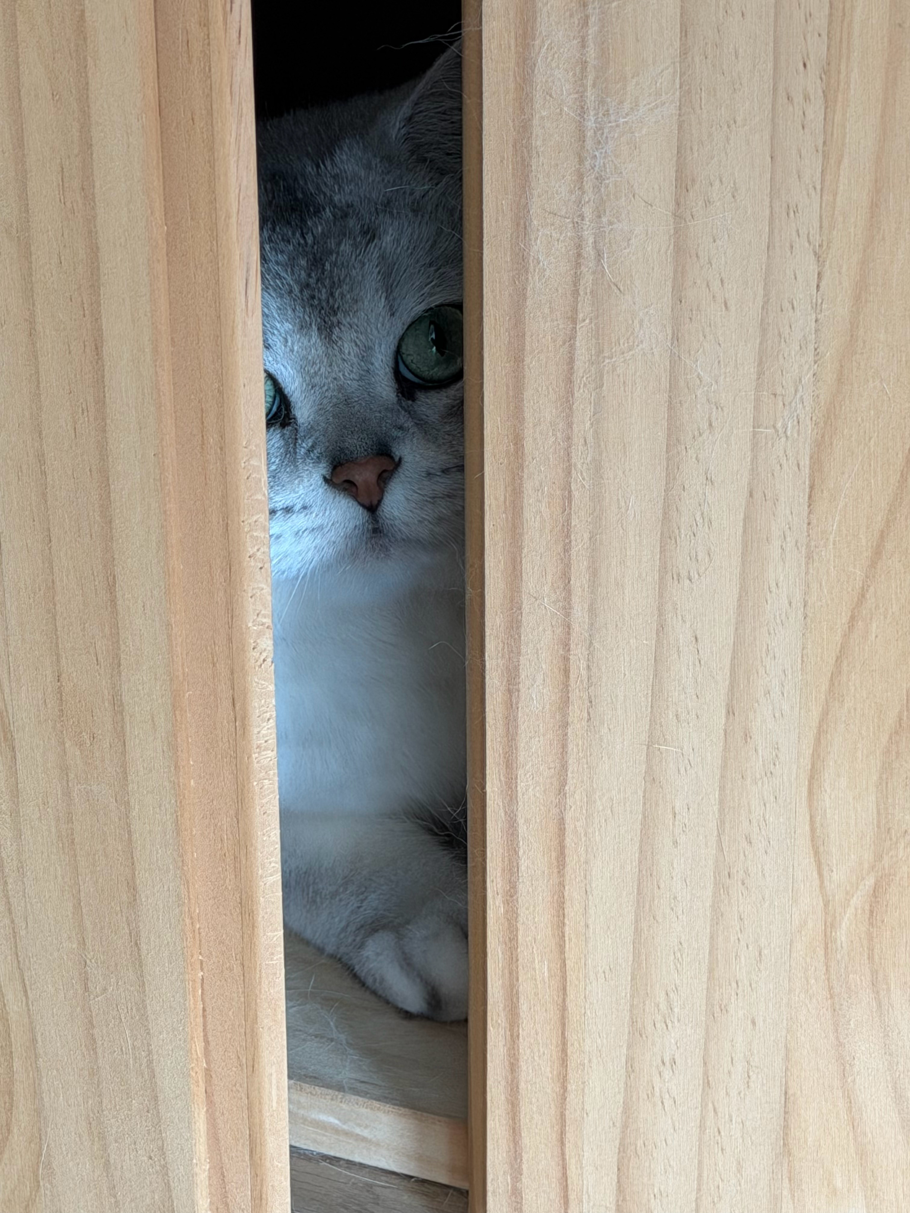 正宗躲猫猫！ 