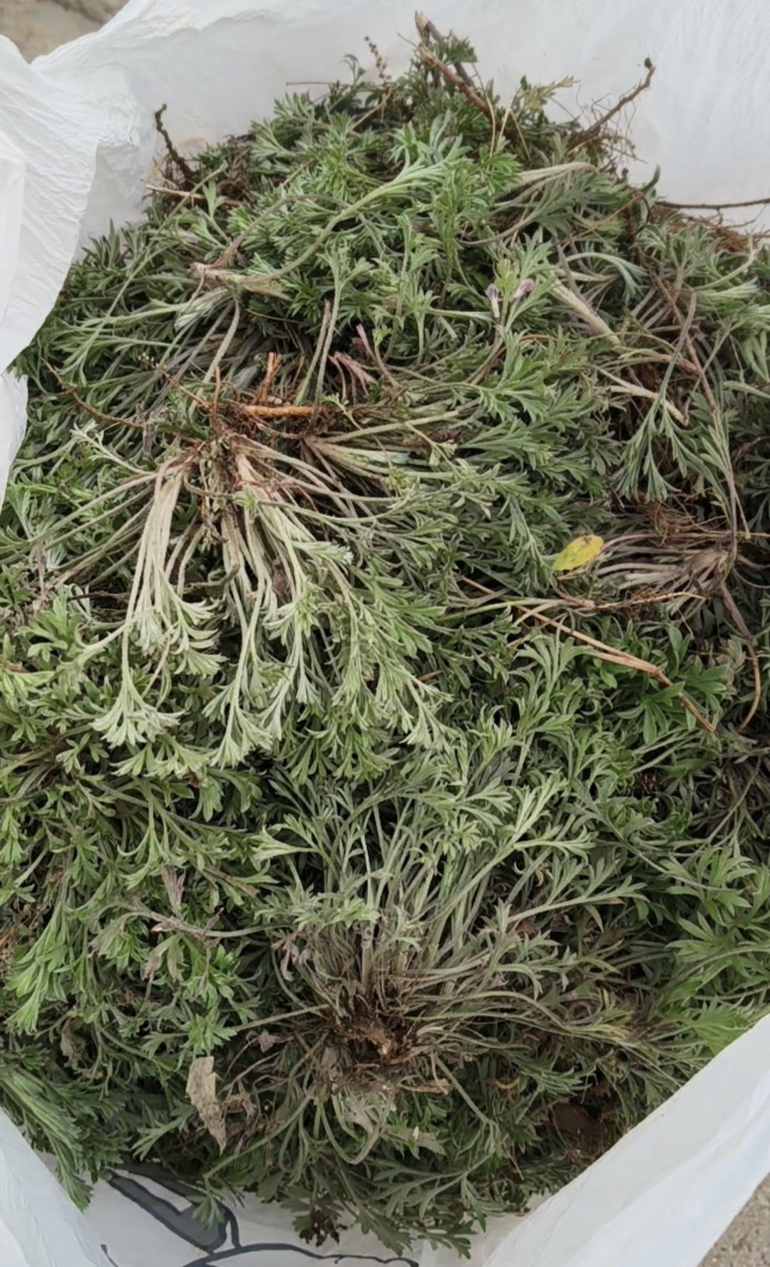 不过到田间野外采集时注意：农民明显设置障碍物的地里不要进；地头有农药瓶子的地里不