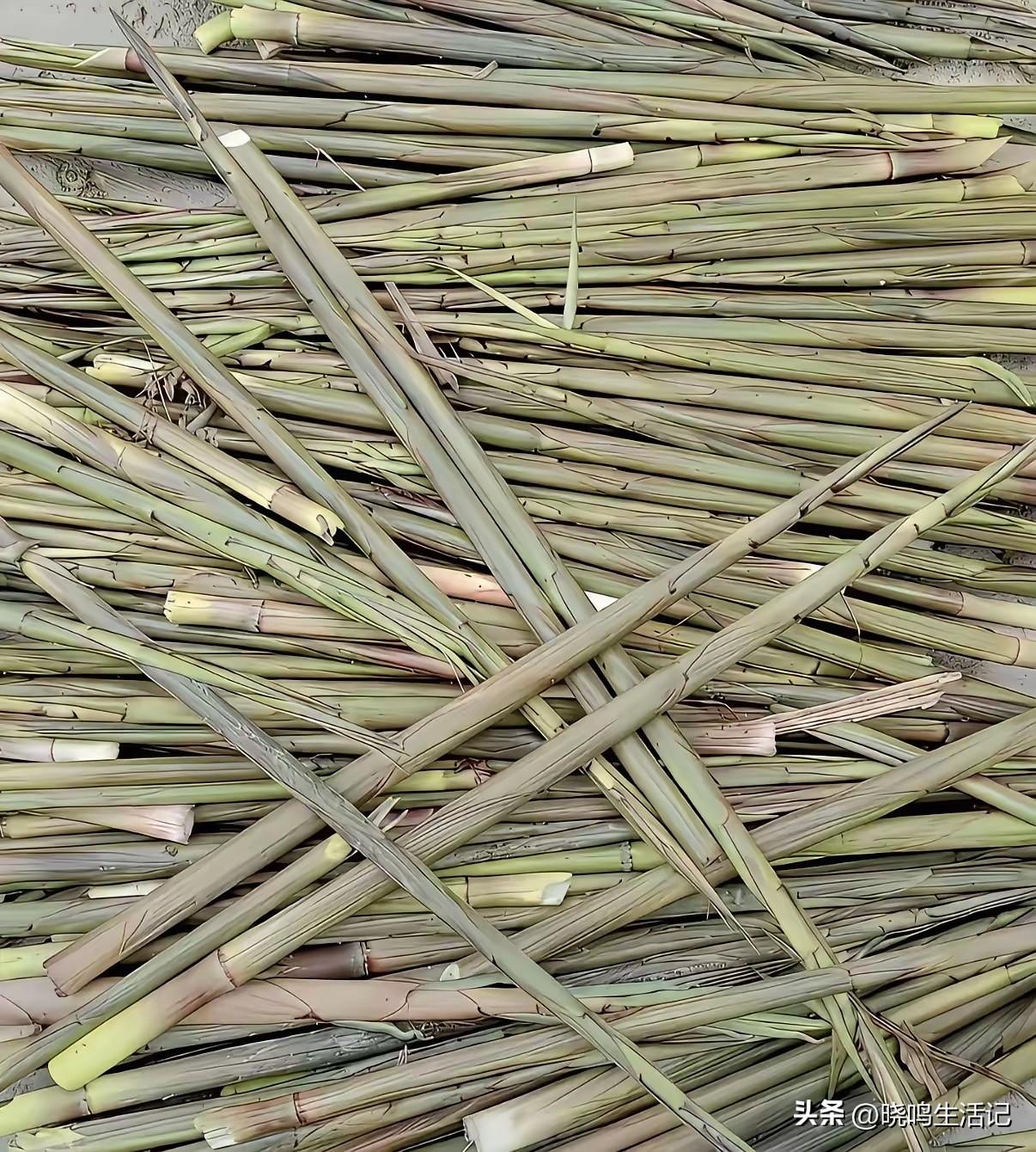 这里面藏了一只小动物，你能找到吗