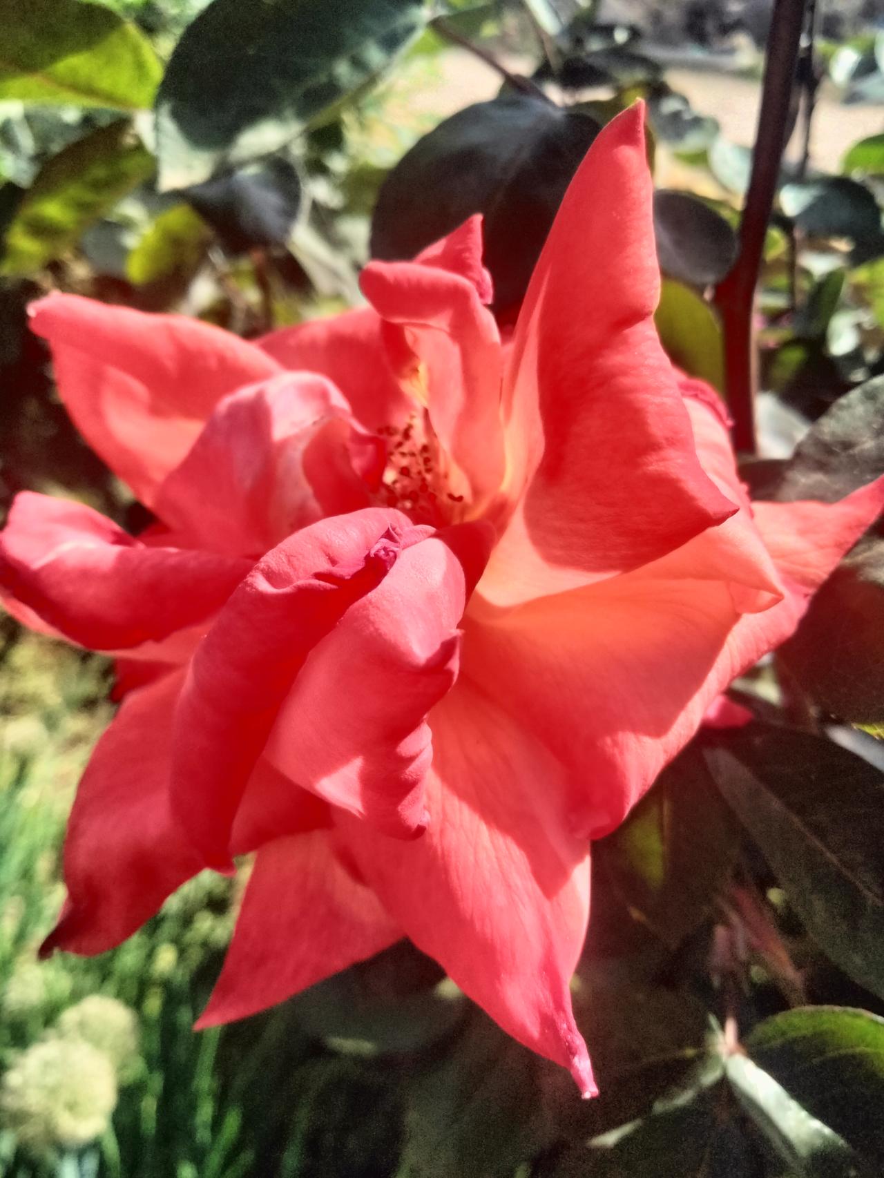 这是一朵月季花（也常被俗称玫瑰），明艳的红色花瓣被阳光镀上暖调，边缘带着自然的舒