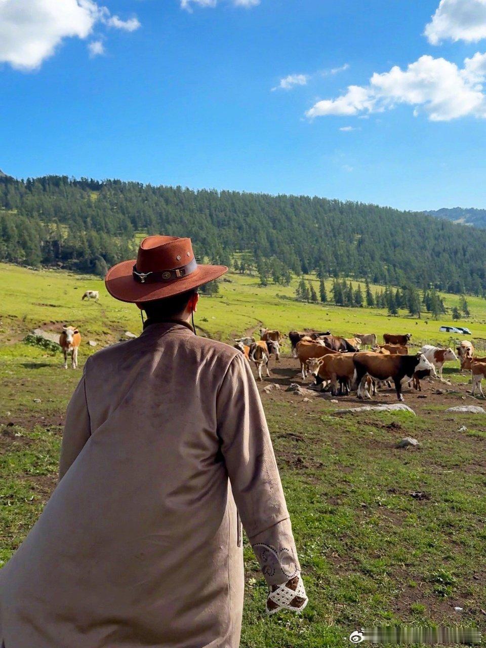 #张大大拍的阿勒泰# 张大大镜头下的阿勒泰，美轮美奂如诗画。连绵的山脉、翠绿的草