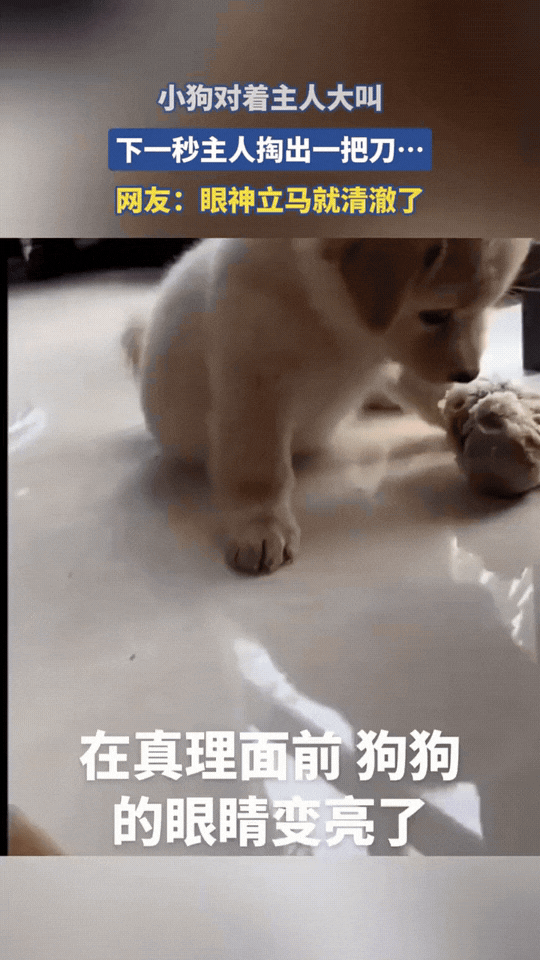 笑不活了！江苏，狗狗为了护食冲着主人大叫，下一秒主人直接扔出来一把菜刀。没想到狗