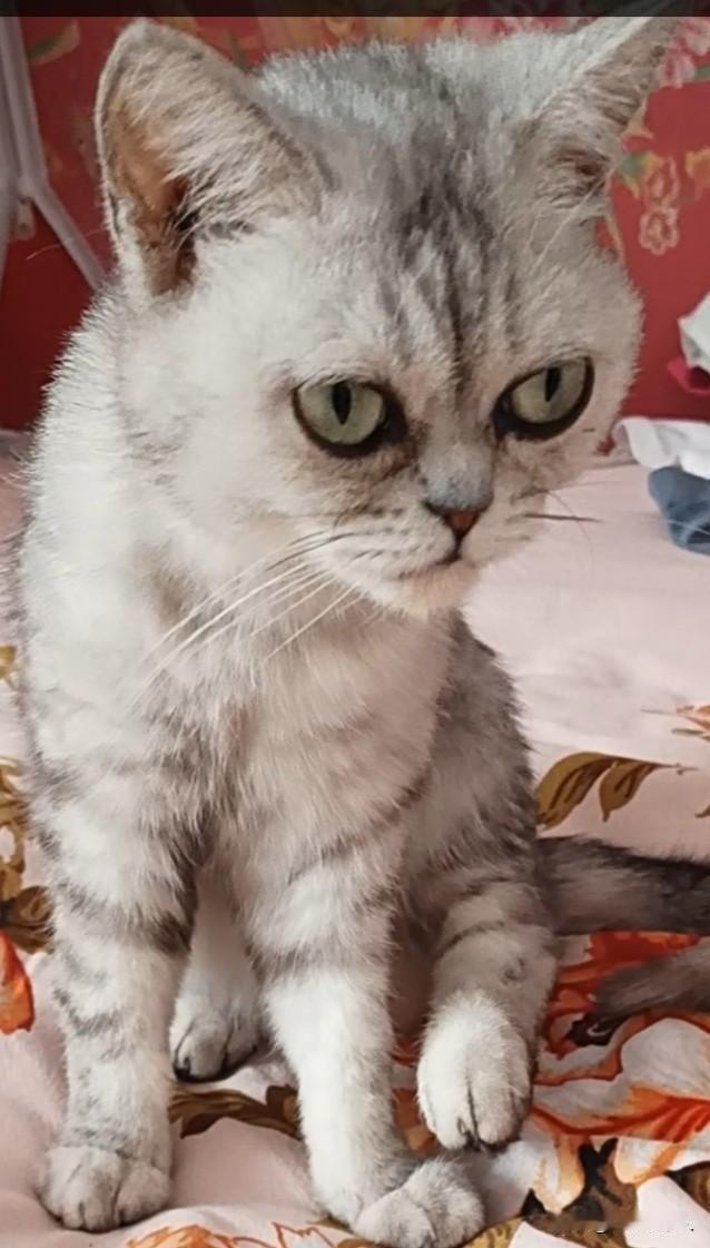 冬日生活打卡季家里的邪恶银渐层绝对够邪恶呀！天天就这眼神儿盯着女儿养的小仓鼠。估