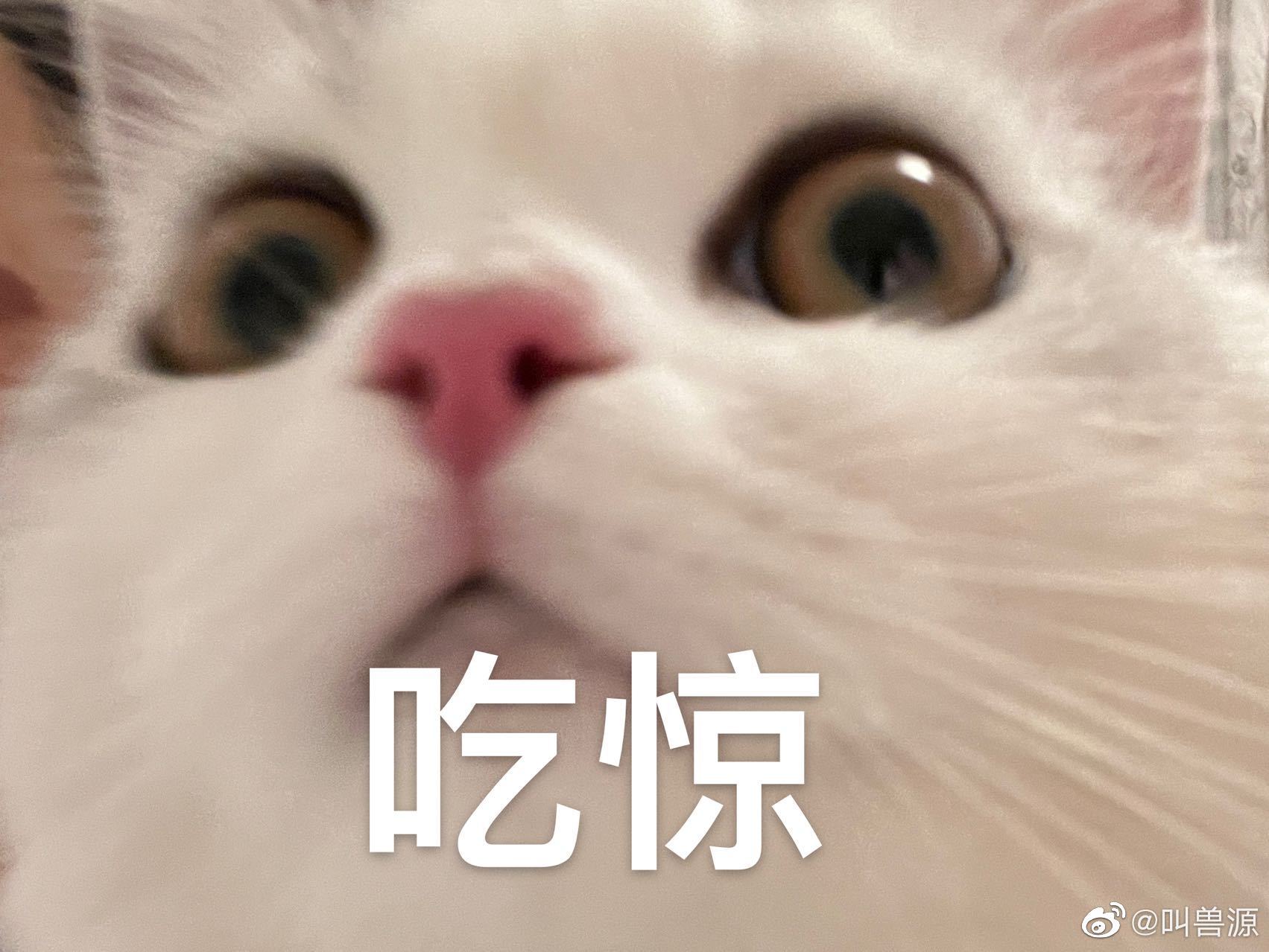 人毕业了猫咪还没毕业 它们用软乎乎的肚皮接住了一个又一个崩溃的瞬间，毕业了最舍不