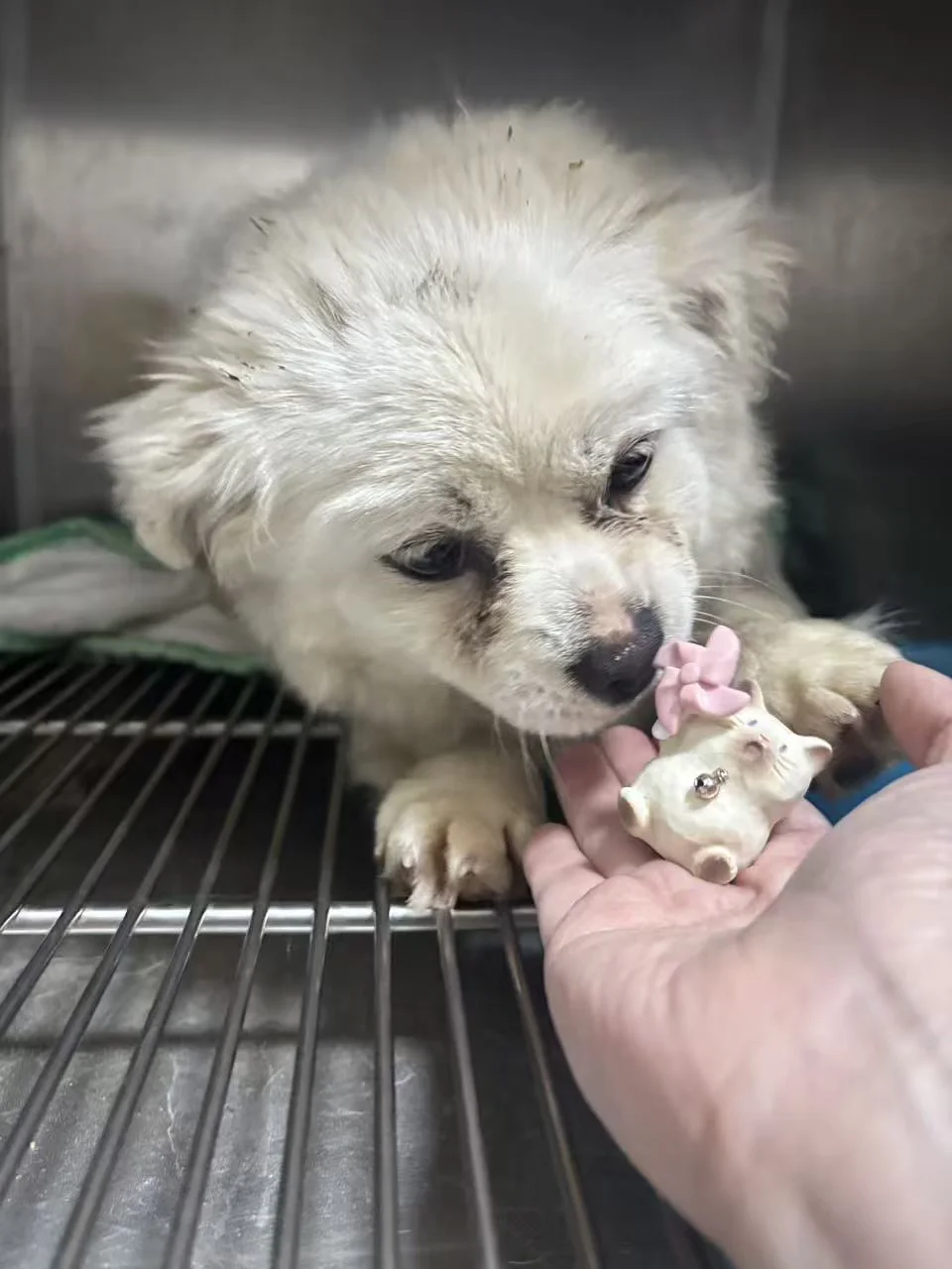 姨姨们，要不要我的小风筝盲盒呀