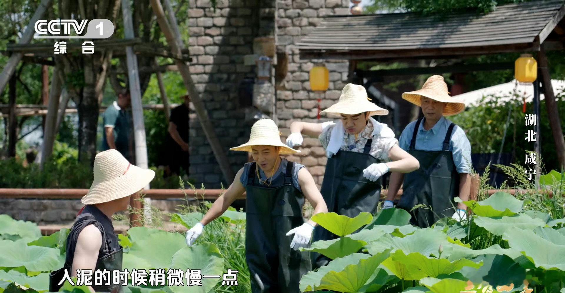 #王祖蓝变身藕塘小能手#王祖蓝真会玩，把咸宁藕塘当成了自家后院！和撒老师在荷叶间