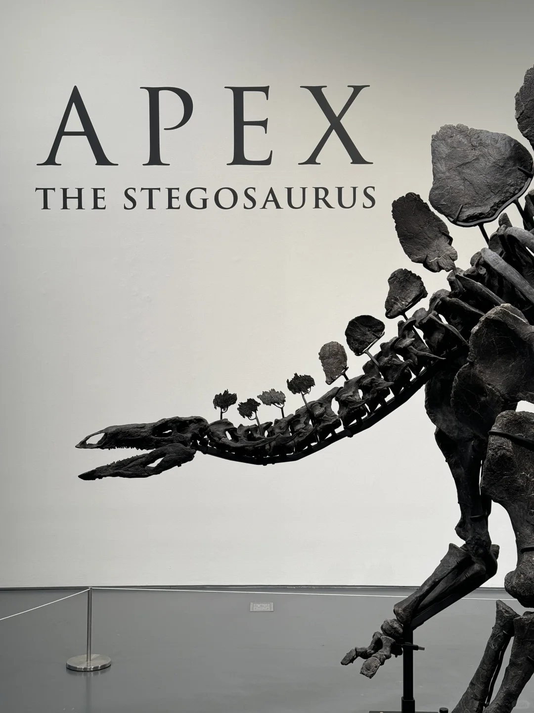 纽约❗️苏富比新预展🦕