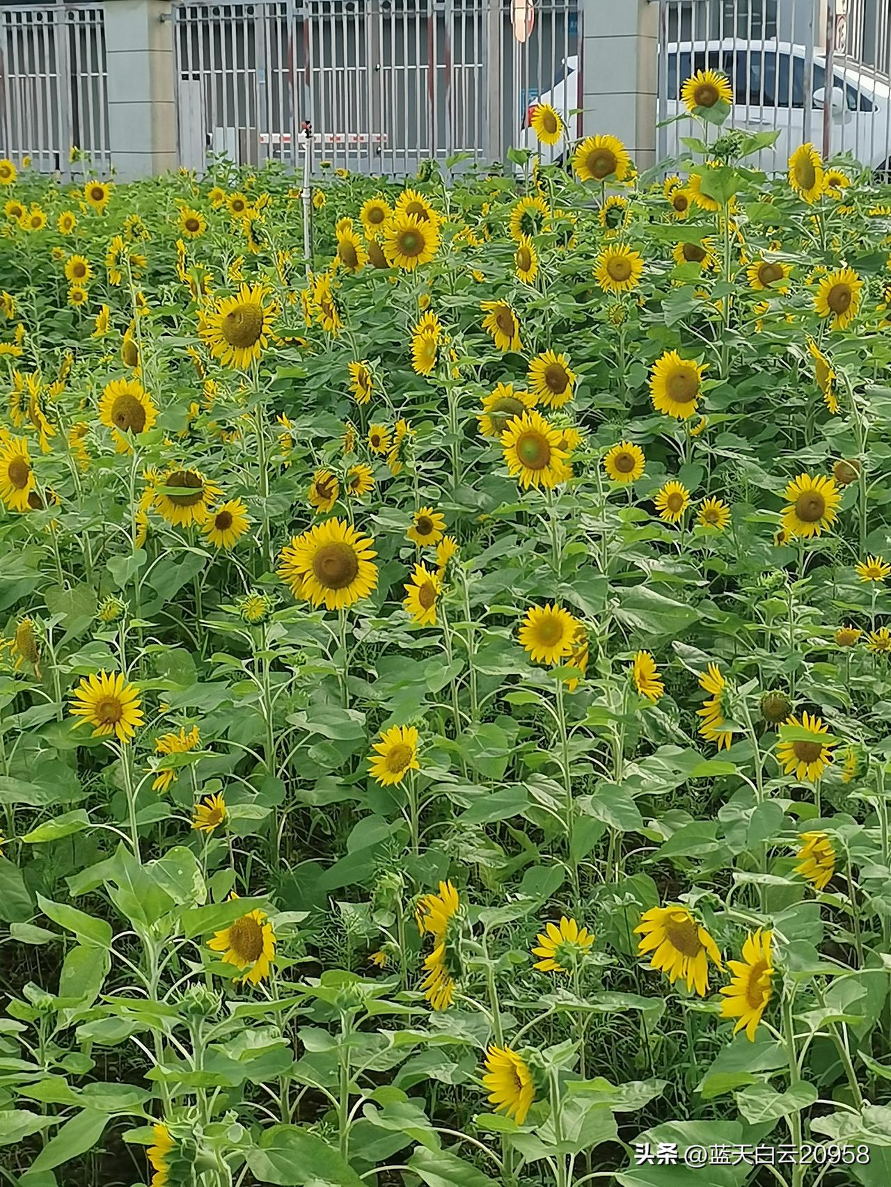 堂哥晚节不保，成了村里人的笑料。堂哥一直是村里的新闻人物，年轻时一表人才，家境也