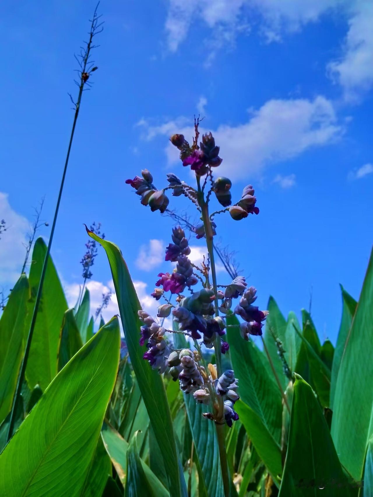 晒晒秋日最美风光重阳节随拍