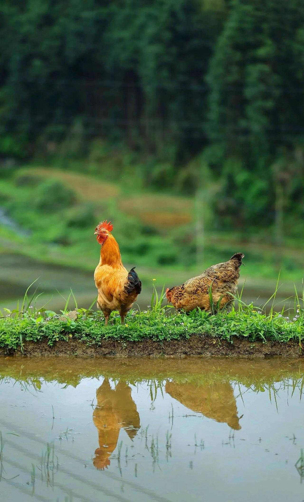 公鸡🐓和母鸡的故事
公鸡🐓总是趾高气扬，每天它醒的最早，恪尽职守为主人报时。