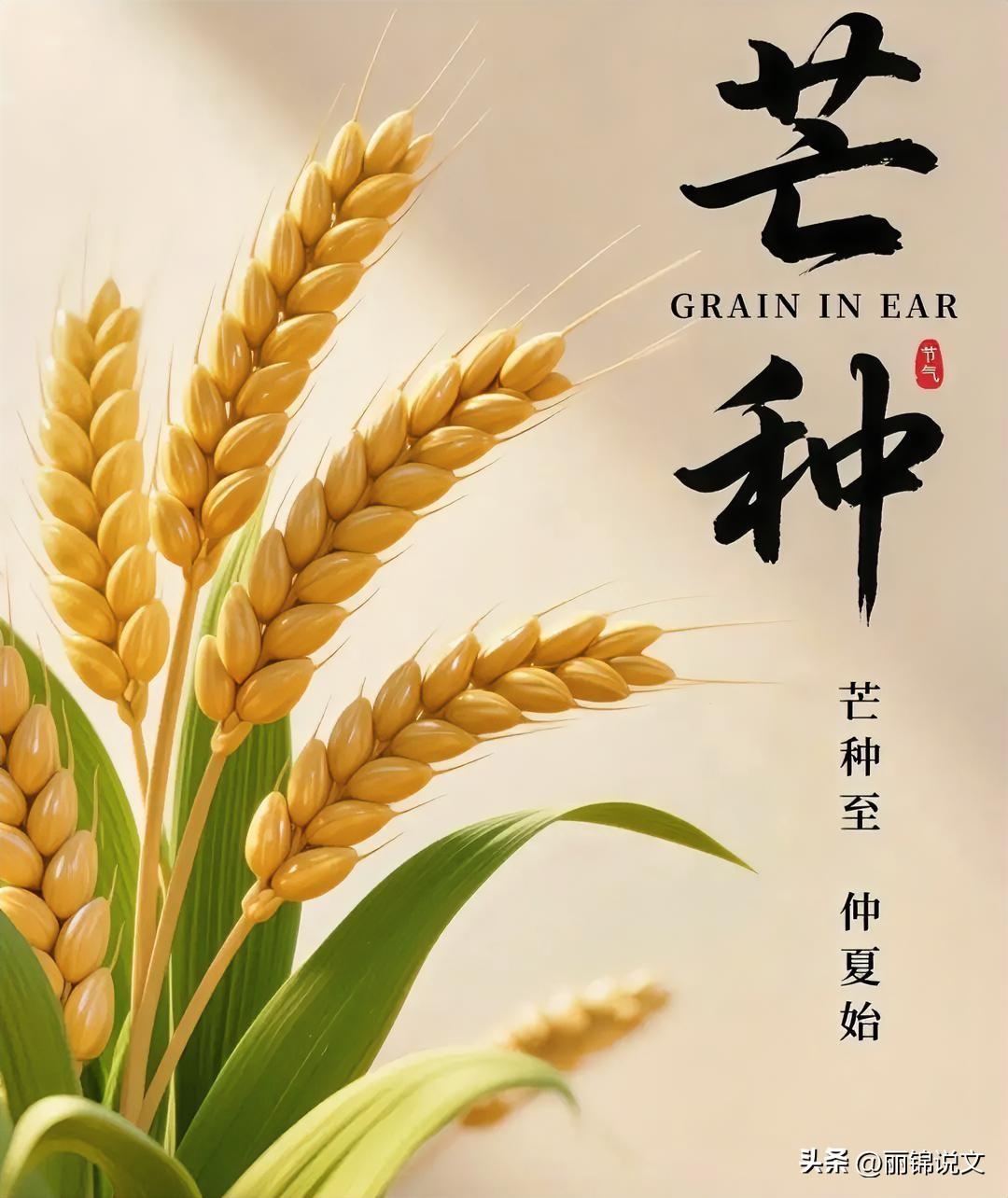 芒种一到气候大变！难怪老一辈都说，这是全年最熬人的节气
 
很多人都有这种感觉：