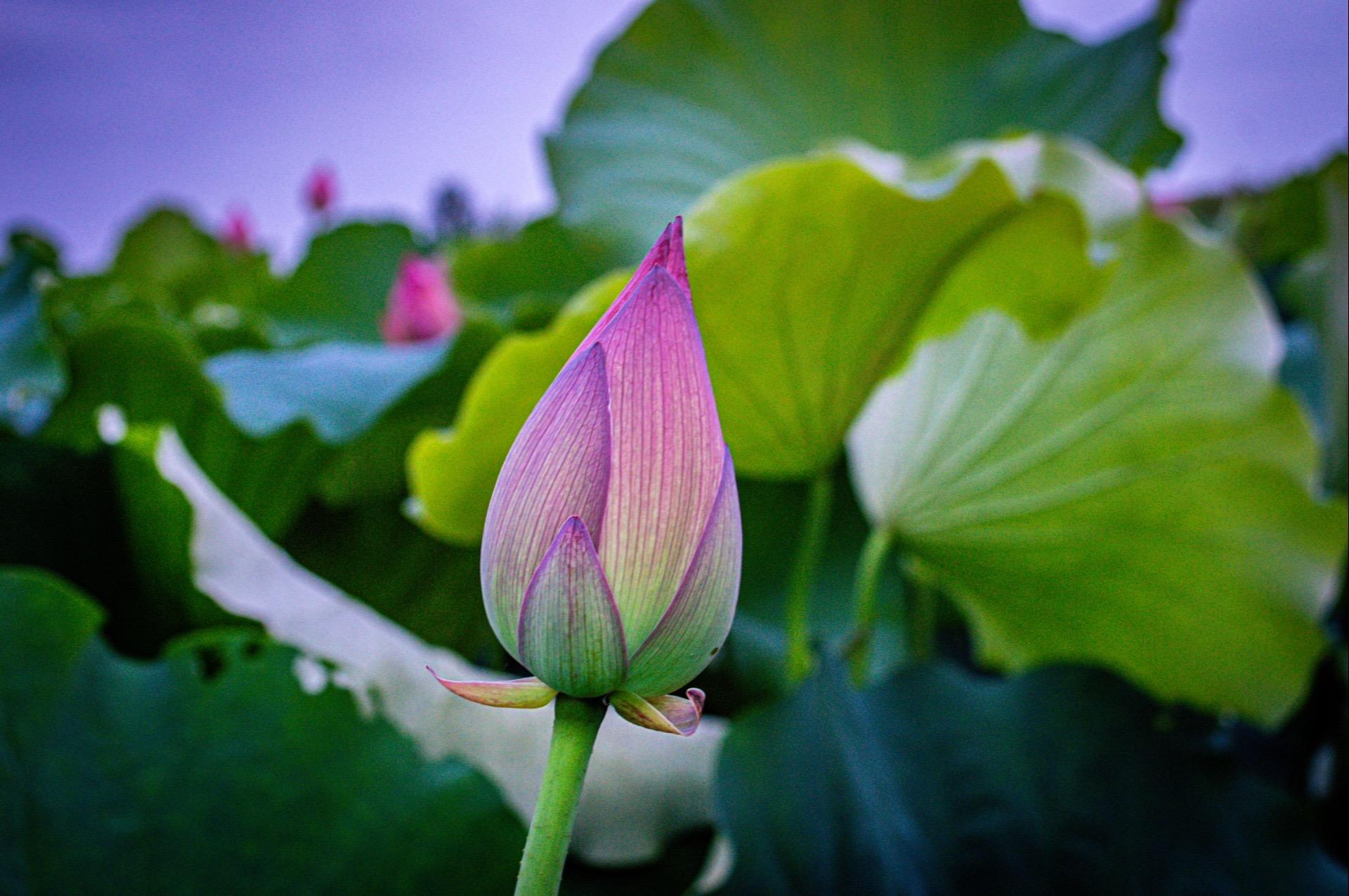 荷花不知道 自己就是夏天