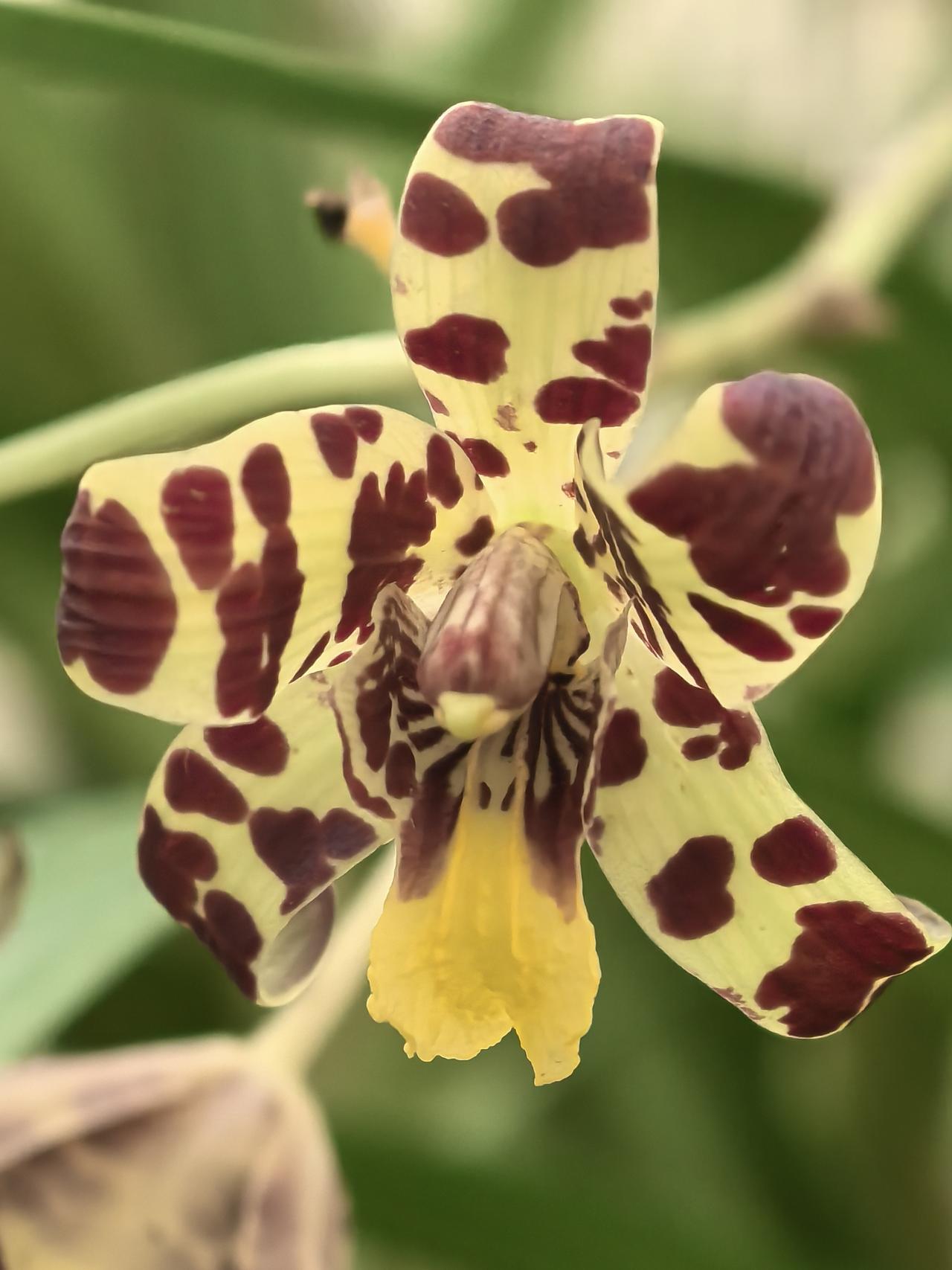 兰花居然可以长成这样，充满狂野气息的非洲豹纹兰，它有趣的冷知识，你知道多少？
 