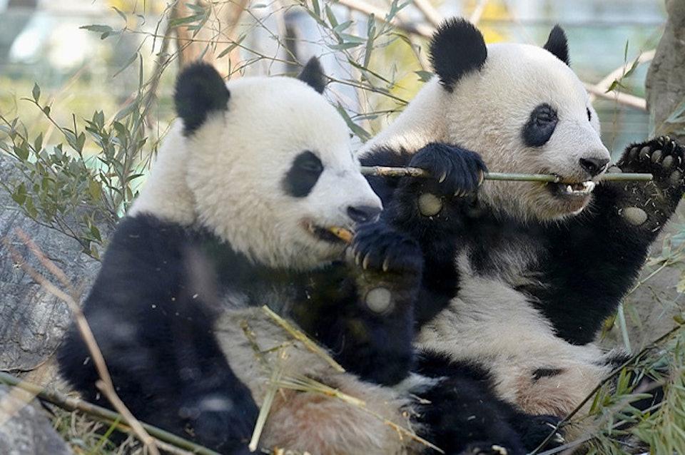 媒体：最后2只旅日大熊猫“晓晓”和“蕾蕾”即将回国。辽宁大学日本研究中心客座教授
