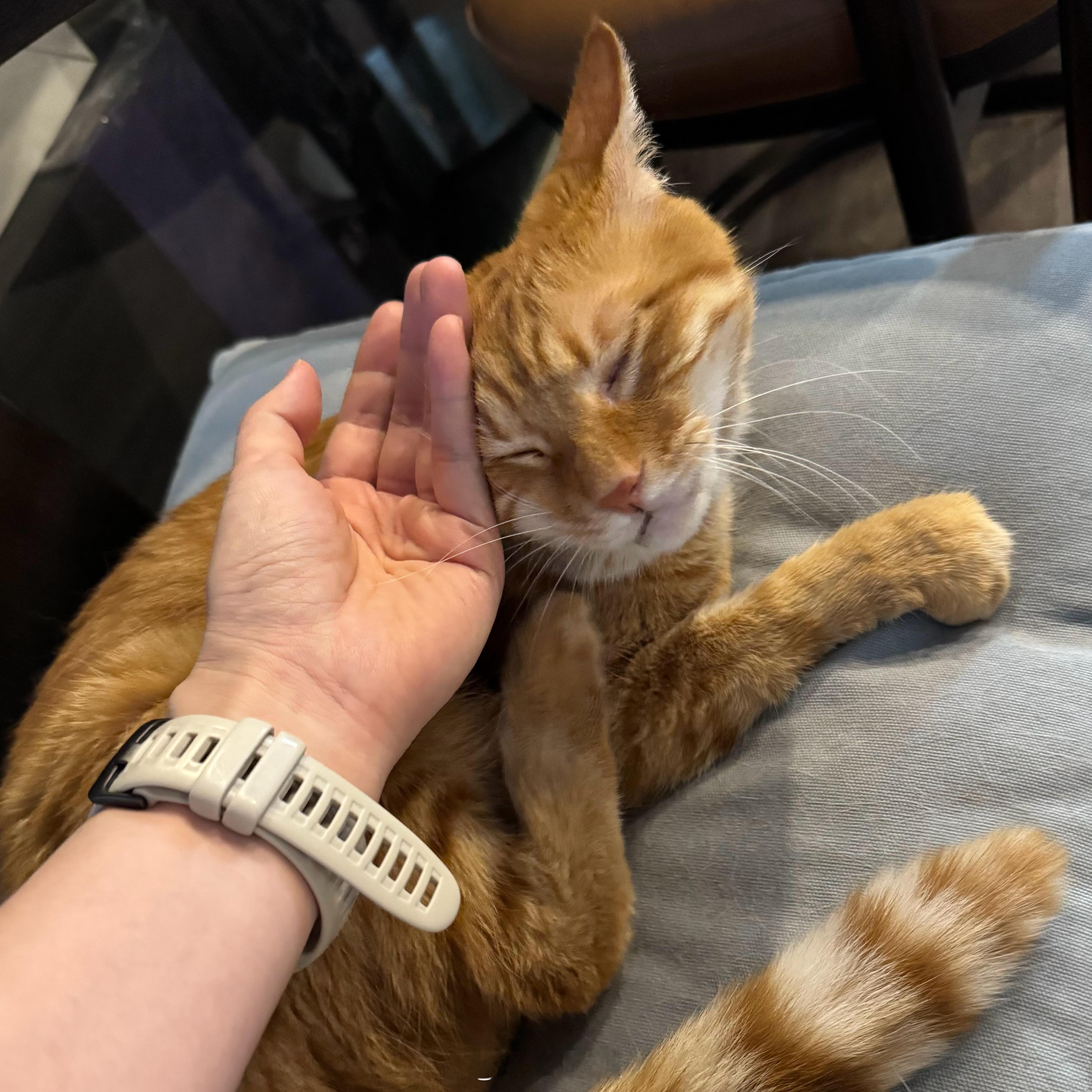 喜欢我好像是装的猫咪微表情 ​​​