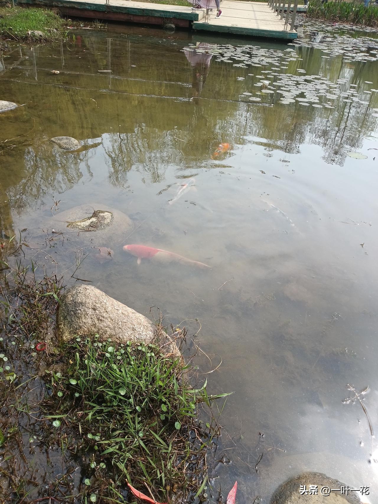 一对鱼儿，三口之家，鱼水。
鱼塘缺了水，鱼儿无法生存。
什么动物与什么植物相合，