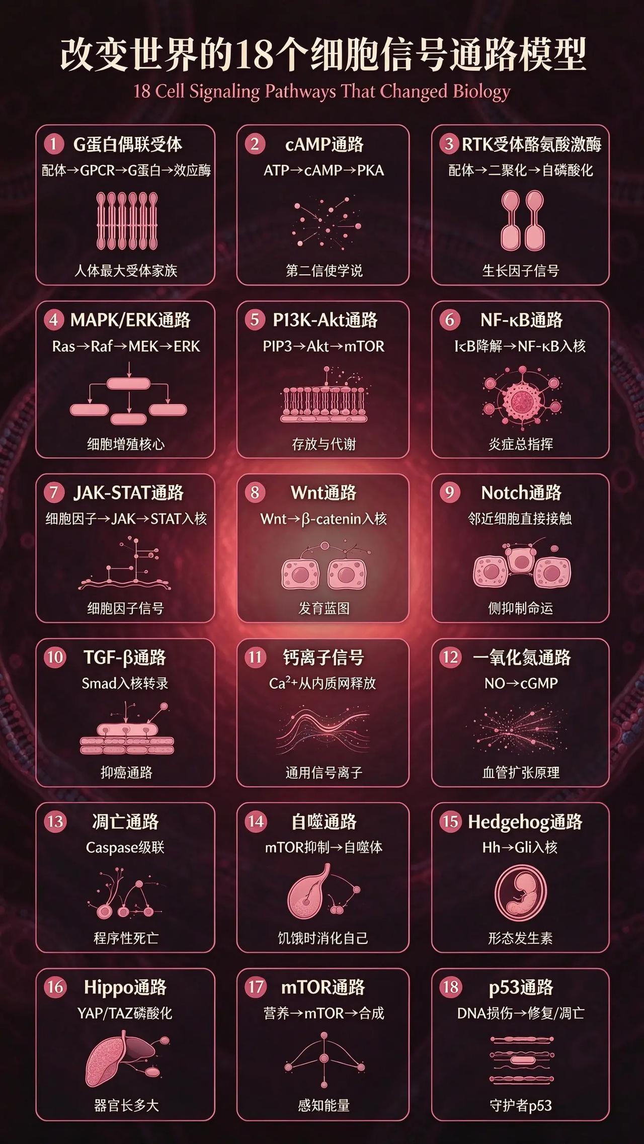改变世界的18个细胞信号通路模型。基础科学
