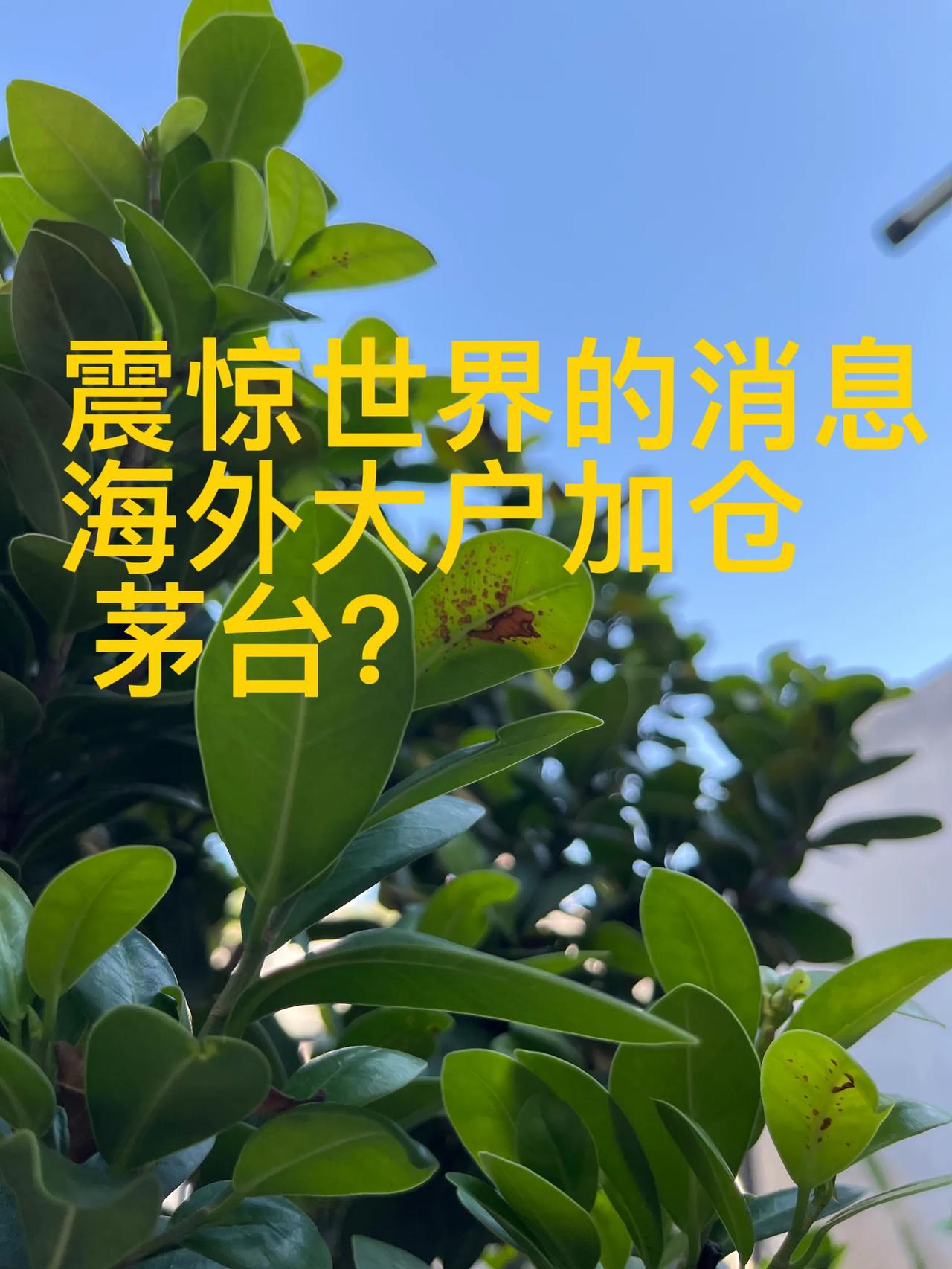 就在刚刚看到一则令人震惊的消息，海外大户居然加仓茅台，真正的好东西会故意让我们散