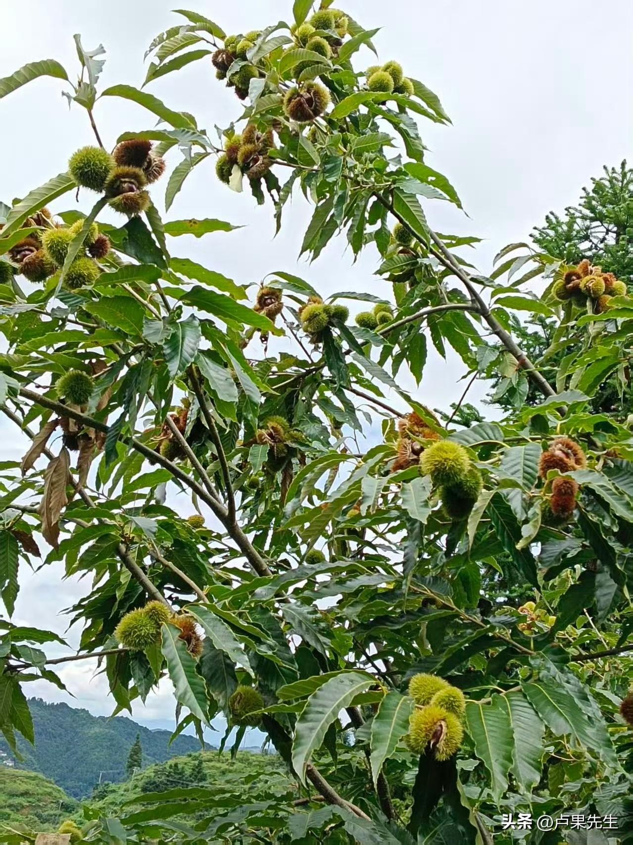 踩着秋日暖阳走进小院，满眼皆是丰收景象。伸手采摘饱满圆润的板栗，指尖触到秋日独有