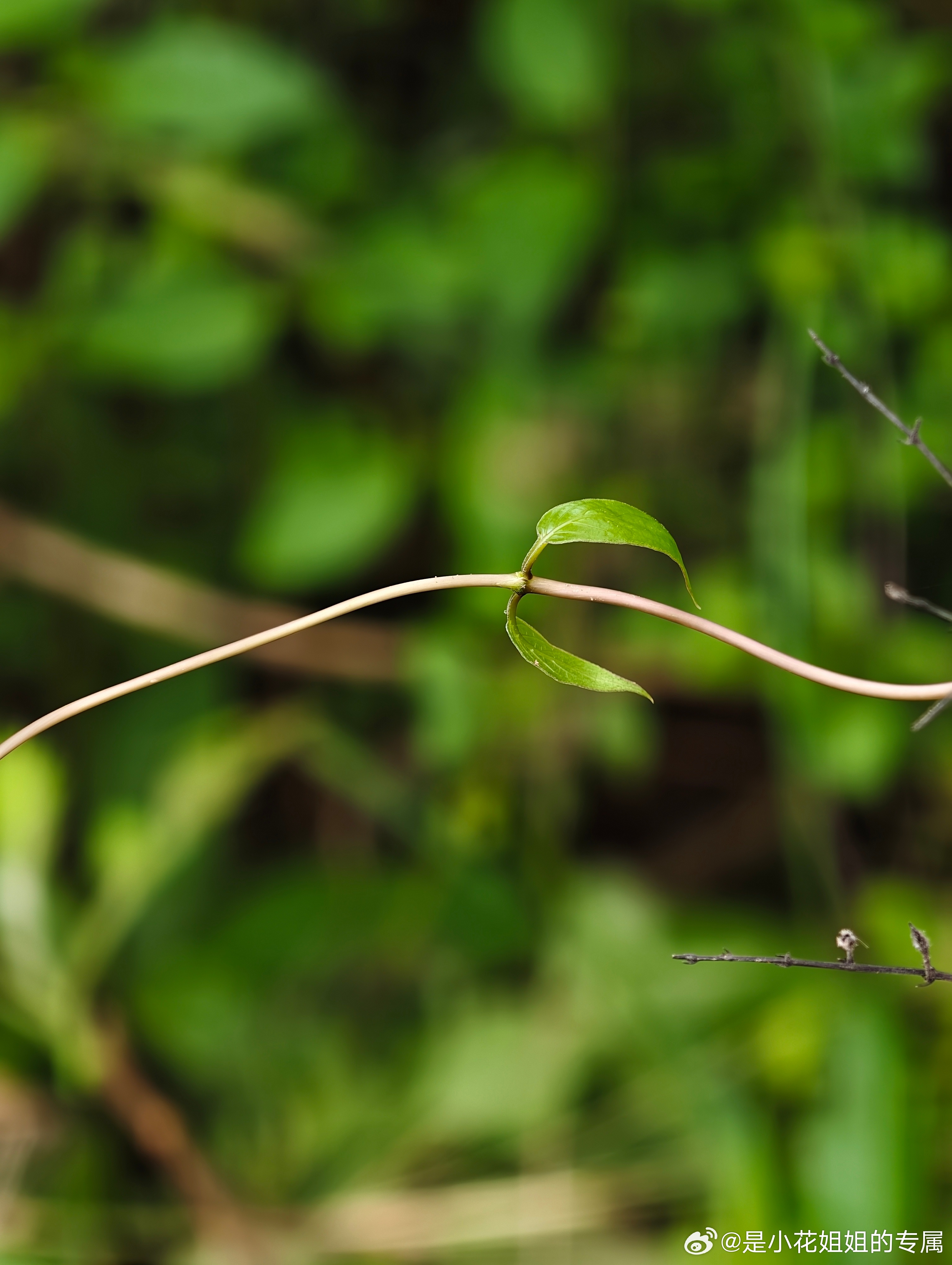 最近用新手机拍了一些我感觉很牛的照片哈哈哈随手拍春天vivox300ultrap