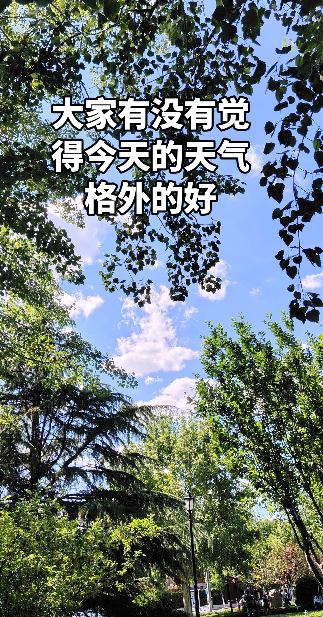 真实生活分享计划 我把初夏拍给你看 树与天空美照 随拍即景 风很轻树很绿