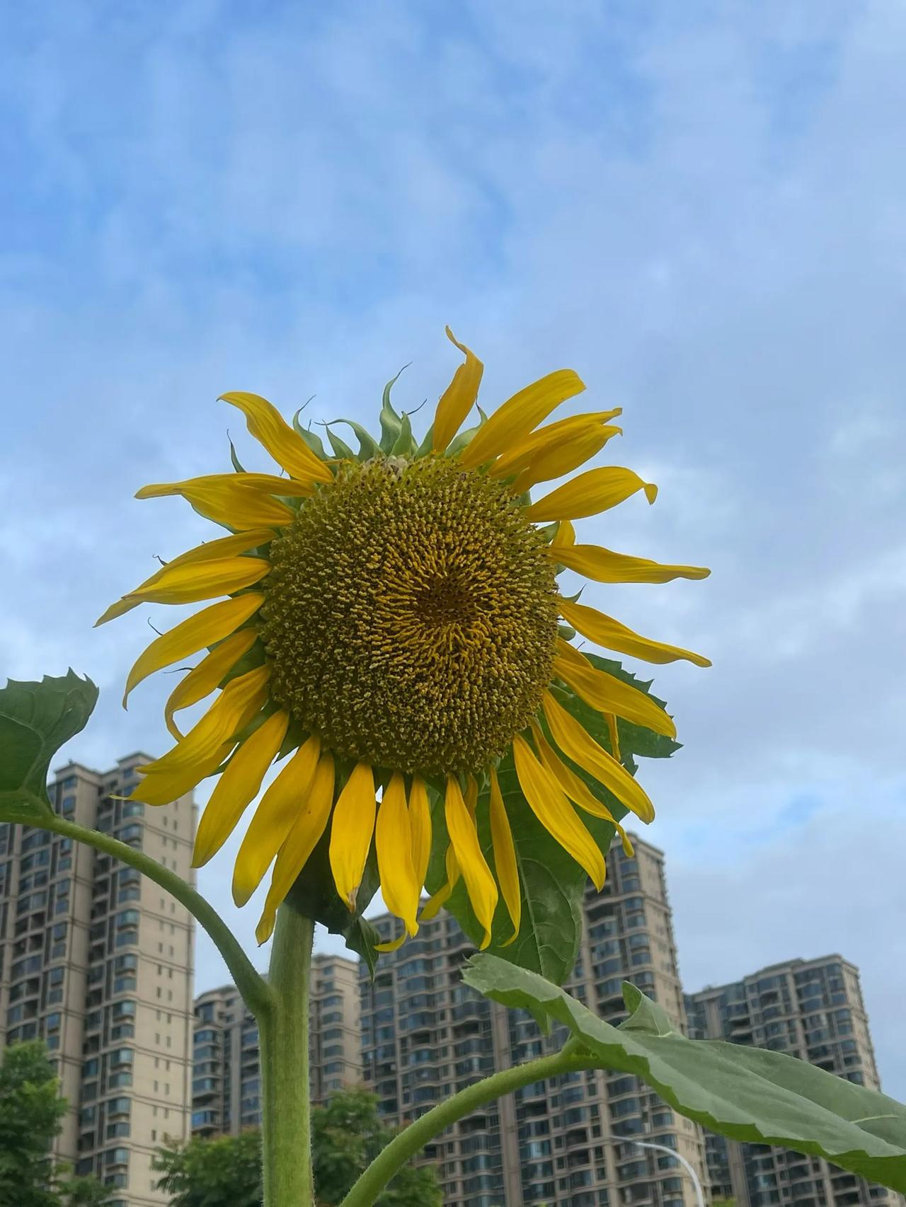 向阳而生，逐光而行。